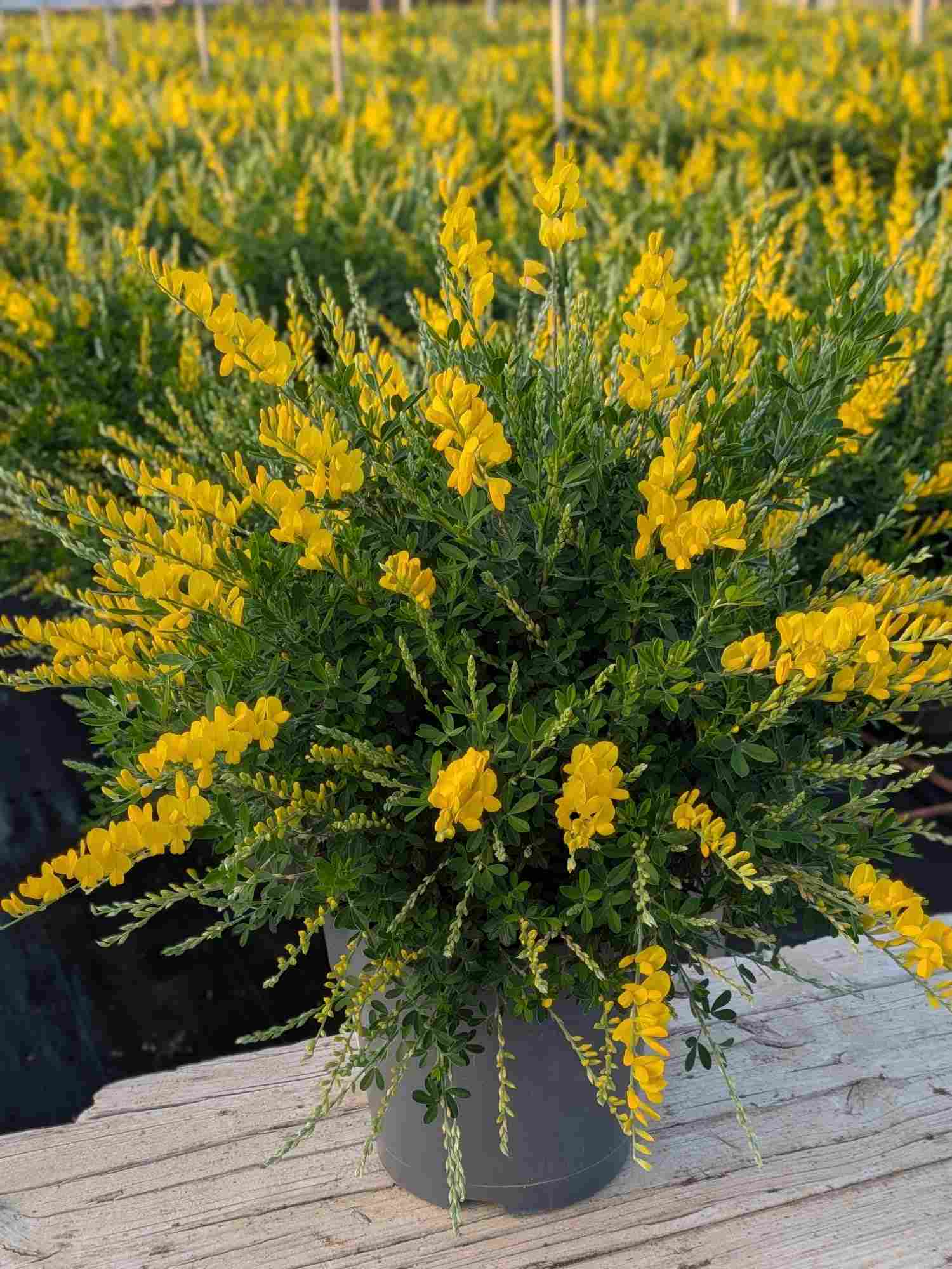 CYTISUS C 17