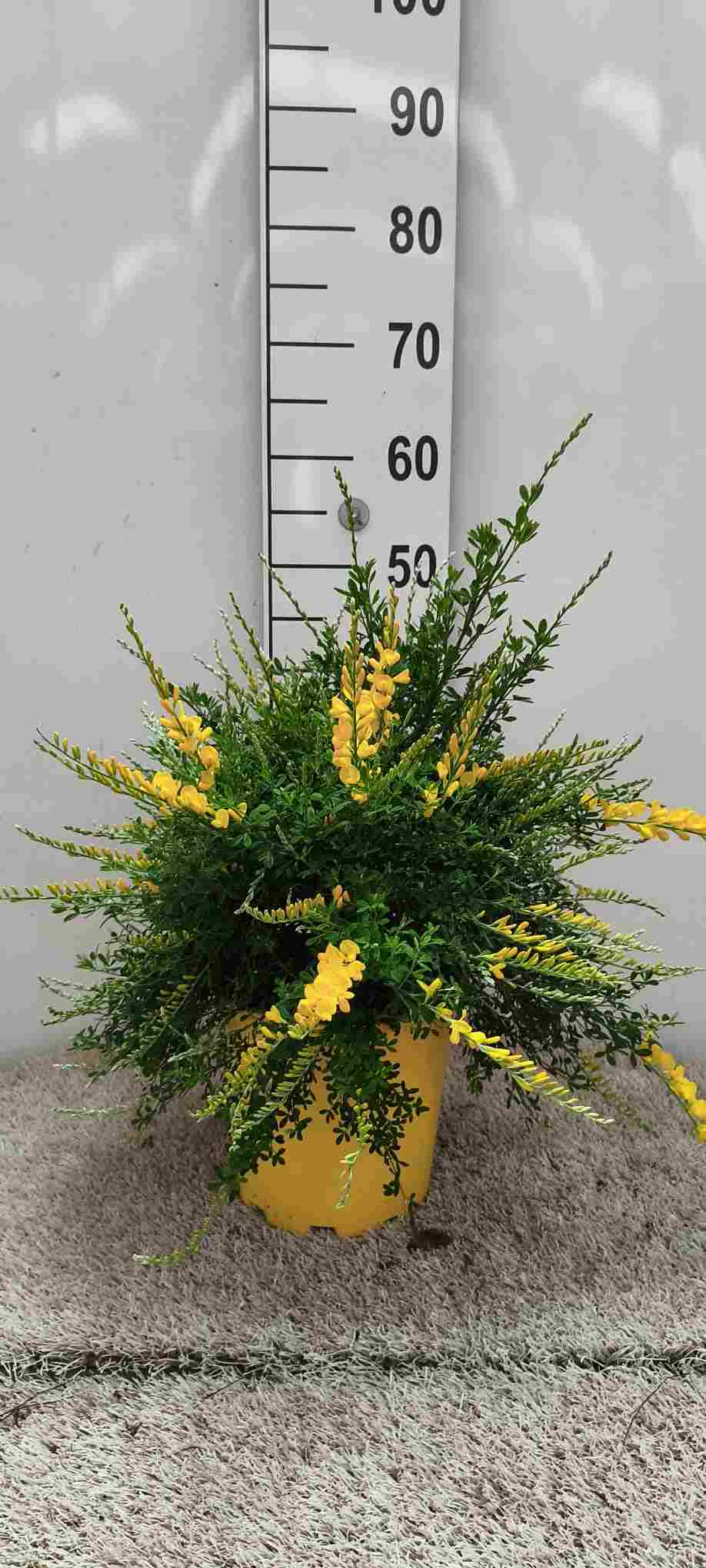 CYTISUS C 20