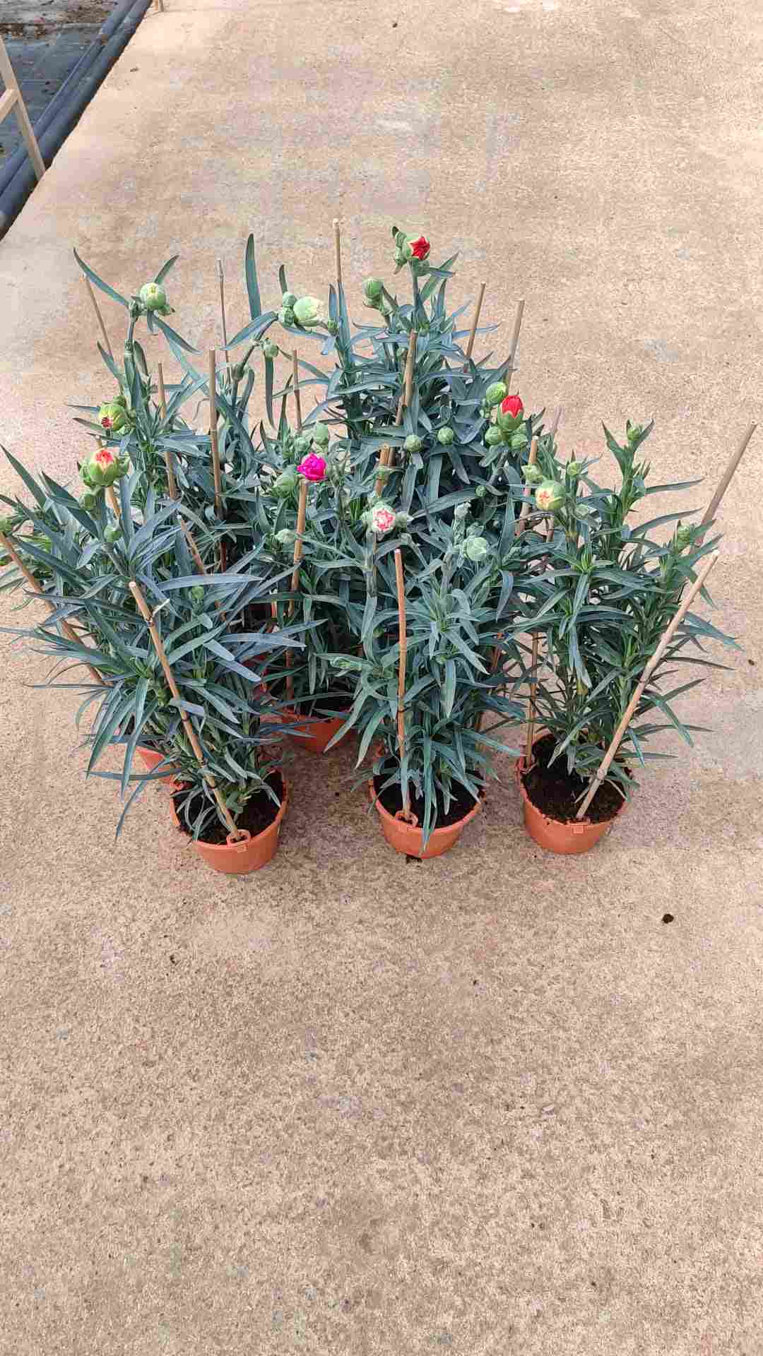 CLAVEL DEL FLORISTA C 14 (DIANTHUS CARYOPHILLUS)