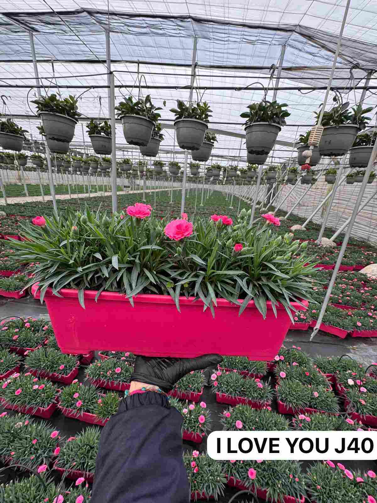 DIANTHUS I LOVE YOU JARDINERA 40 CM