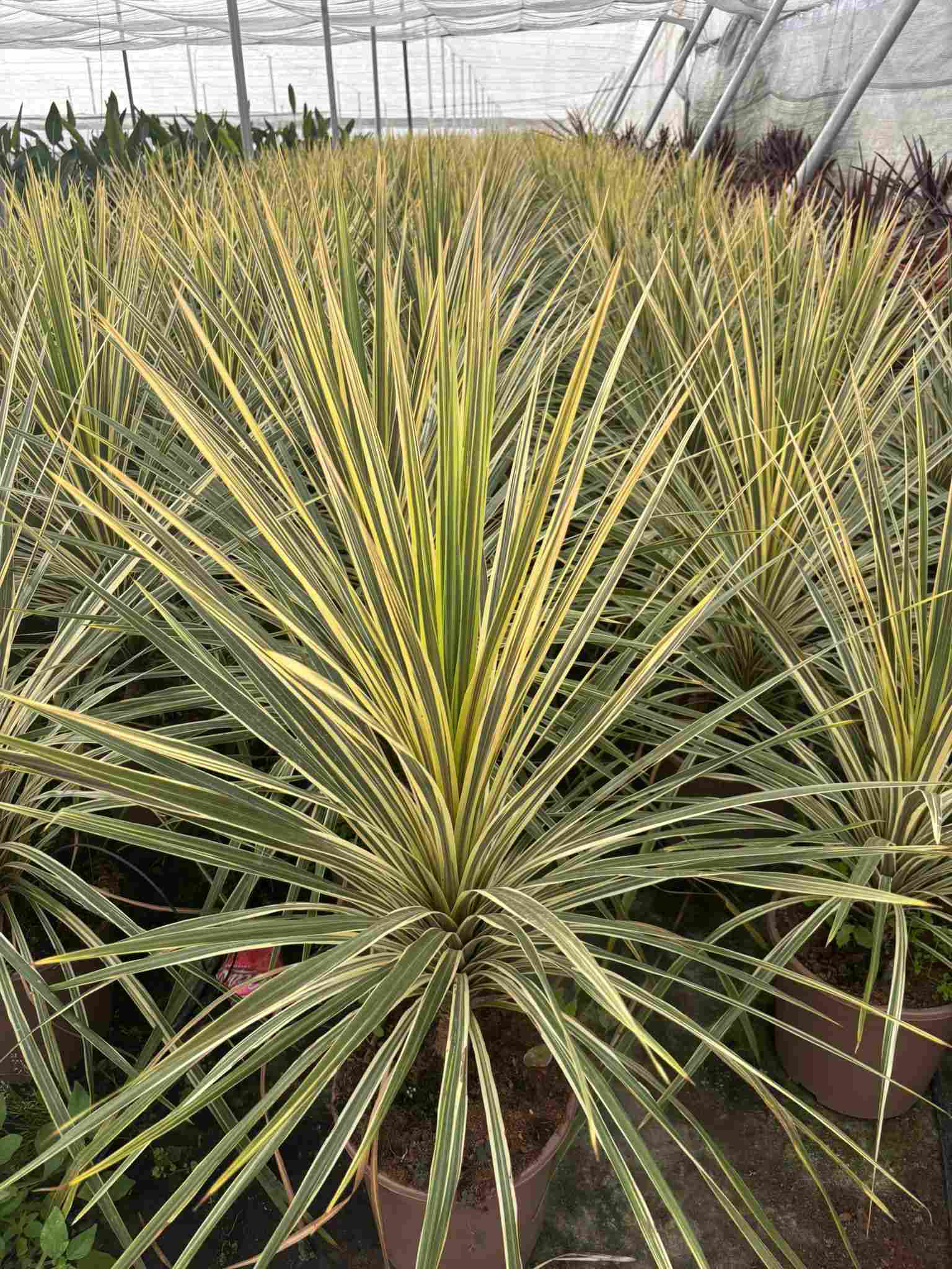 CORDYLINE MIX C 27