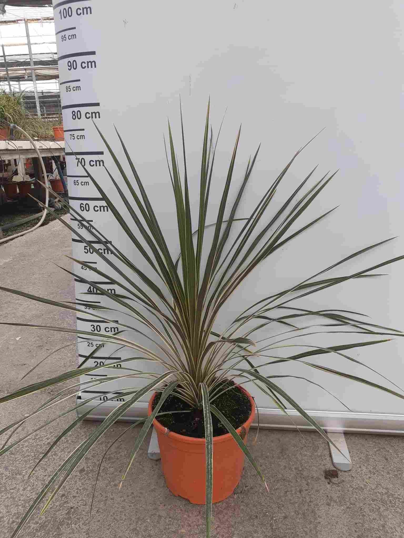 CORDYLINE MIX C 22