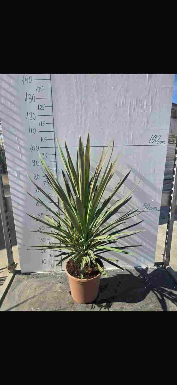 CORDYLINE CHOC MINT C 27