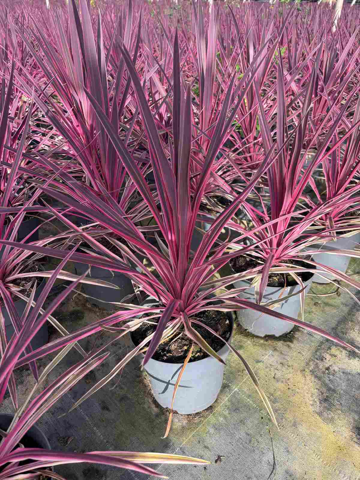 CORDYLINE C 20 PINK PASSION