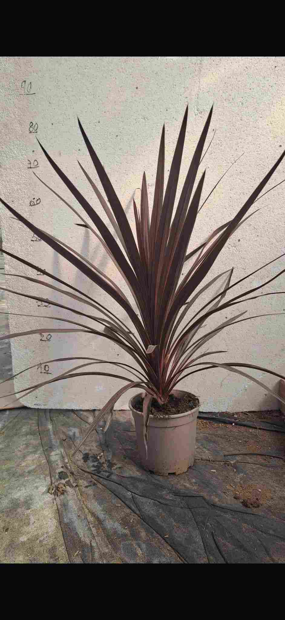 CORDYLINE AUSTRALIS RED STAR C 17