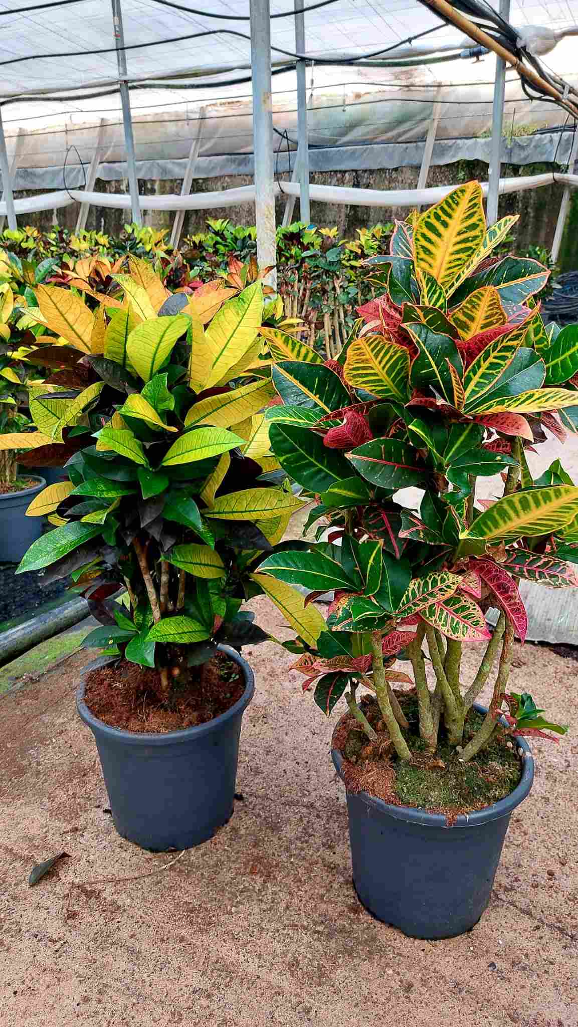 CROTON BRANCH MIX C 25 P.M. 18 " 45 CM DE TRONCO