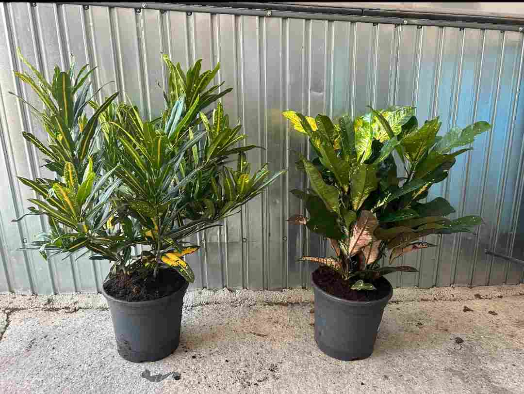 CROTON MIX GRUPO C 30