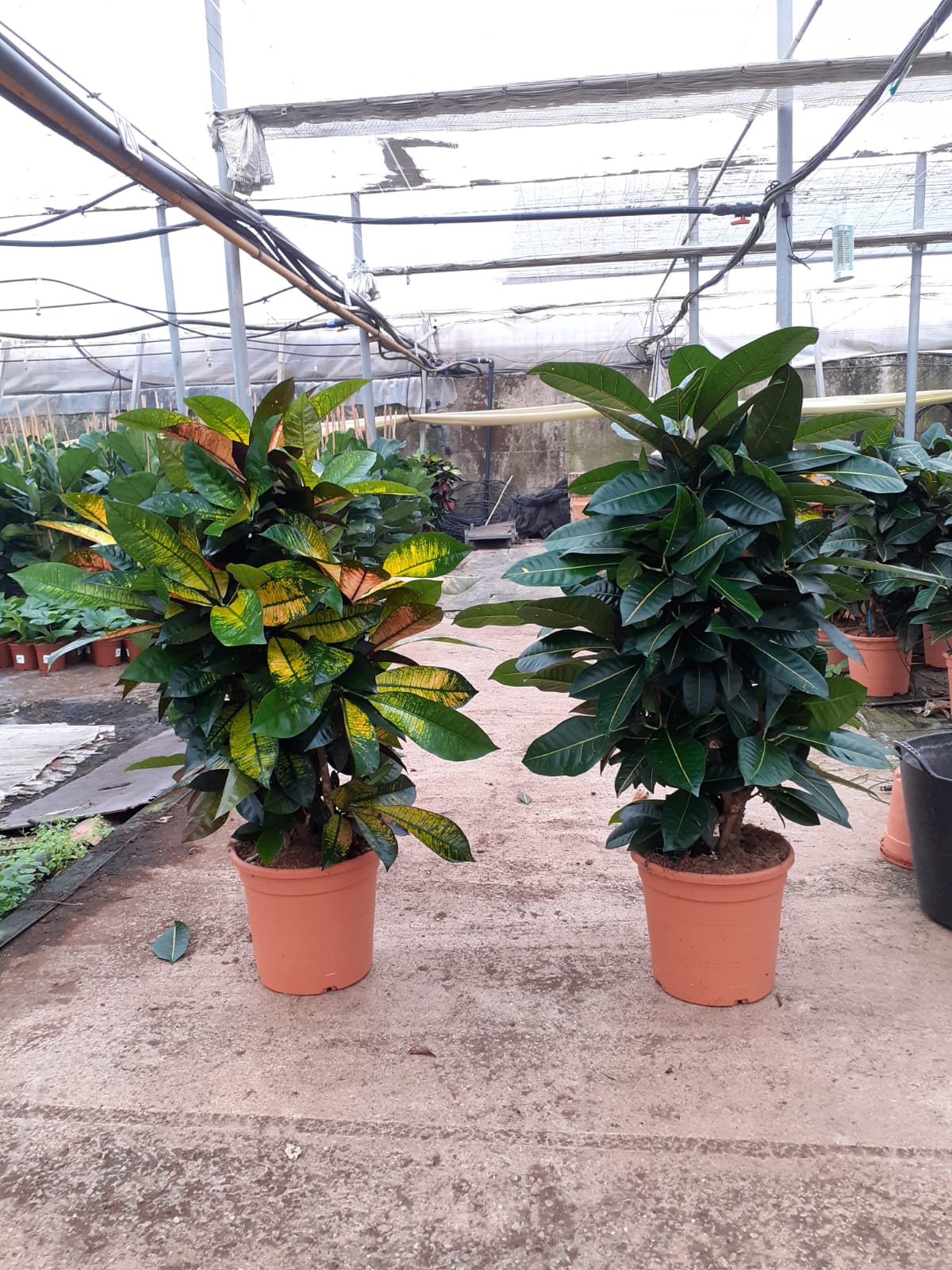 CROTON BRANCH MIX C 30 P.M  24" 60 CM DE TRONCO