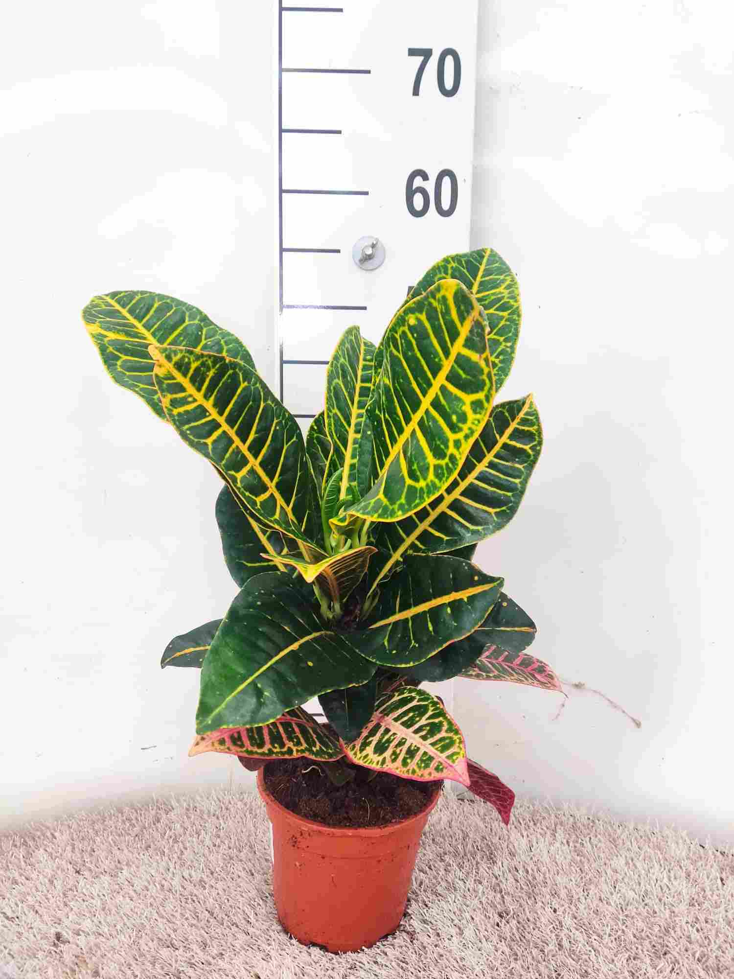 CROTON PETRA C 14