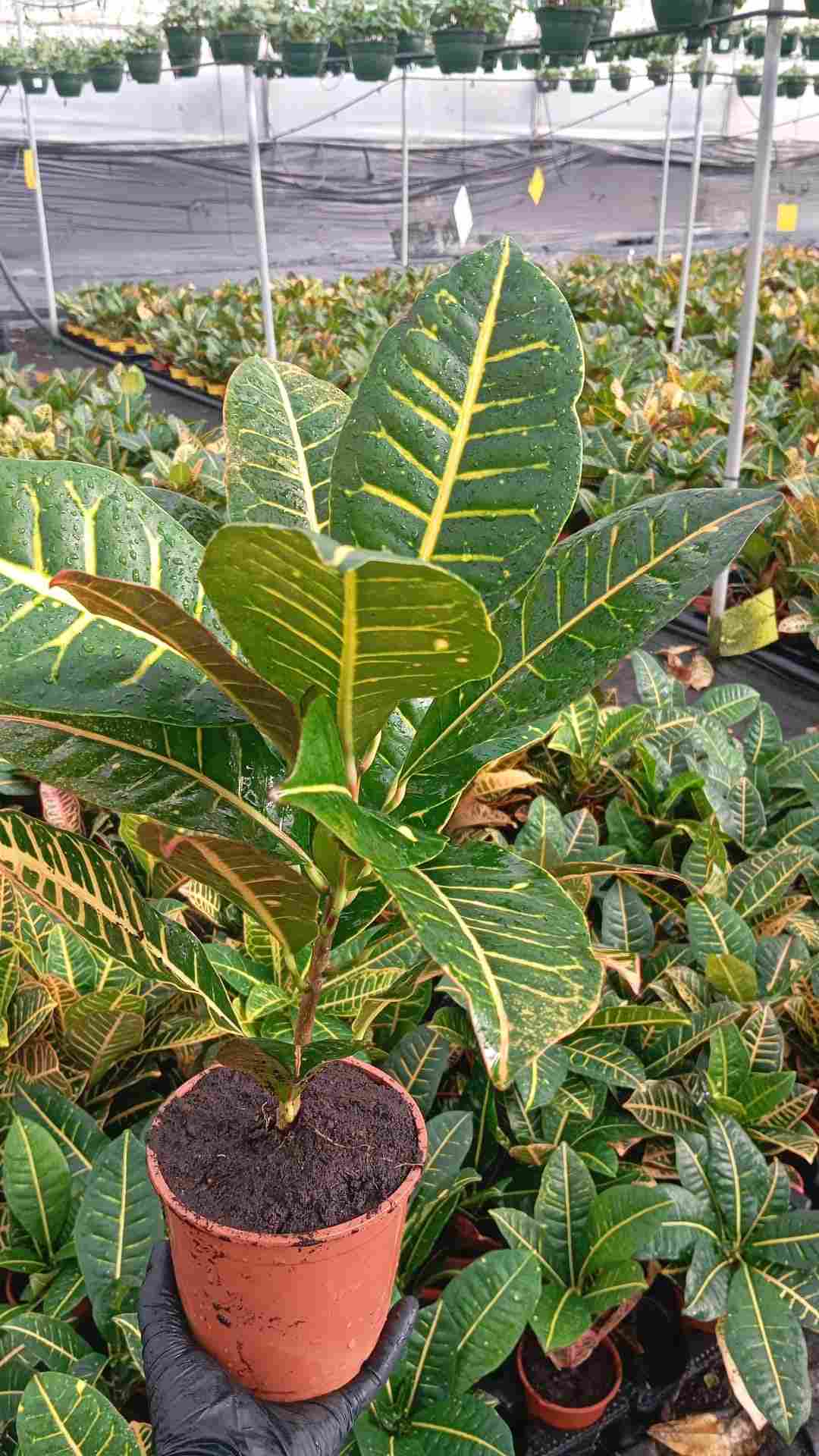 CROTON PETRA C 14 A1