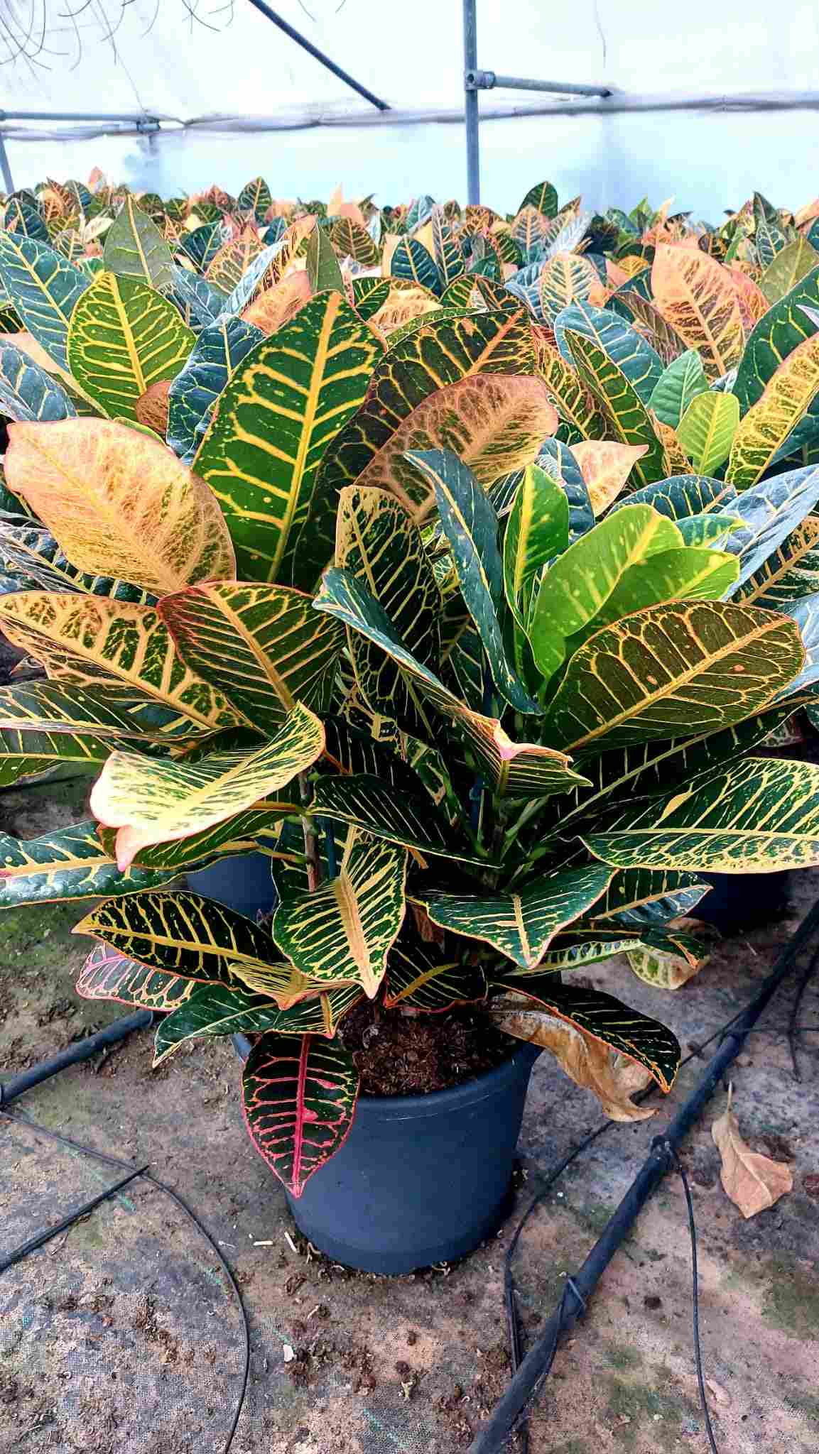 CROTON PETRA GRUPO C 30 DECO 70 CM
