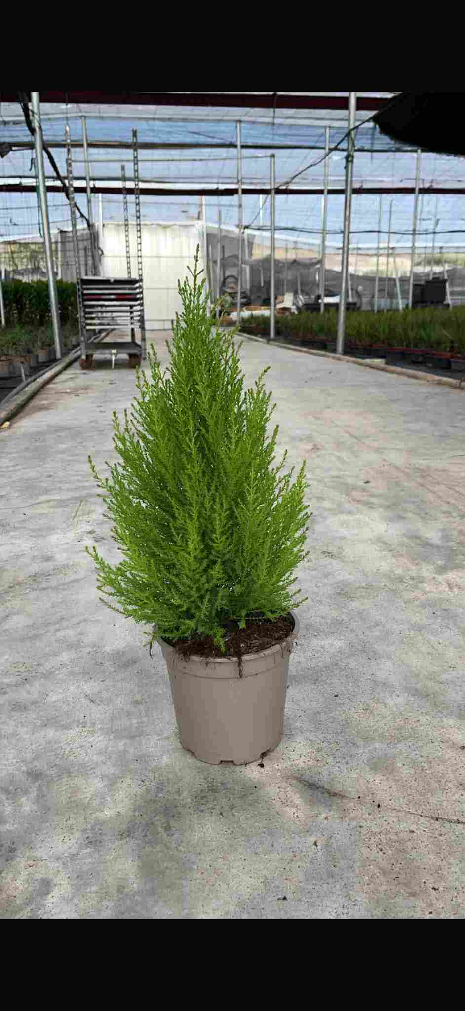 CUPRESSUS GOLD CREST C 17
