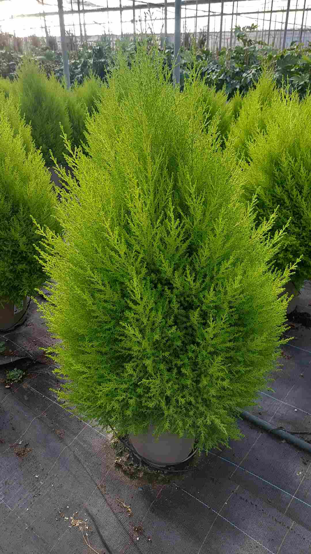 CUPRESSUS GOLD CREST C 20