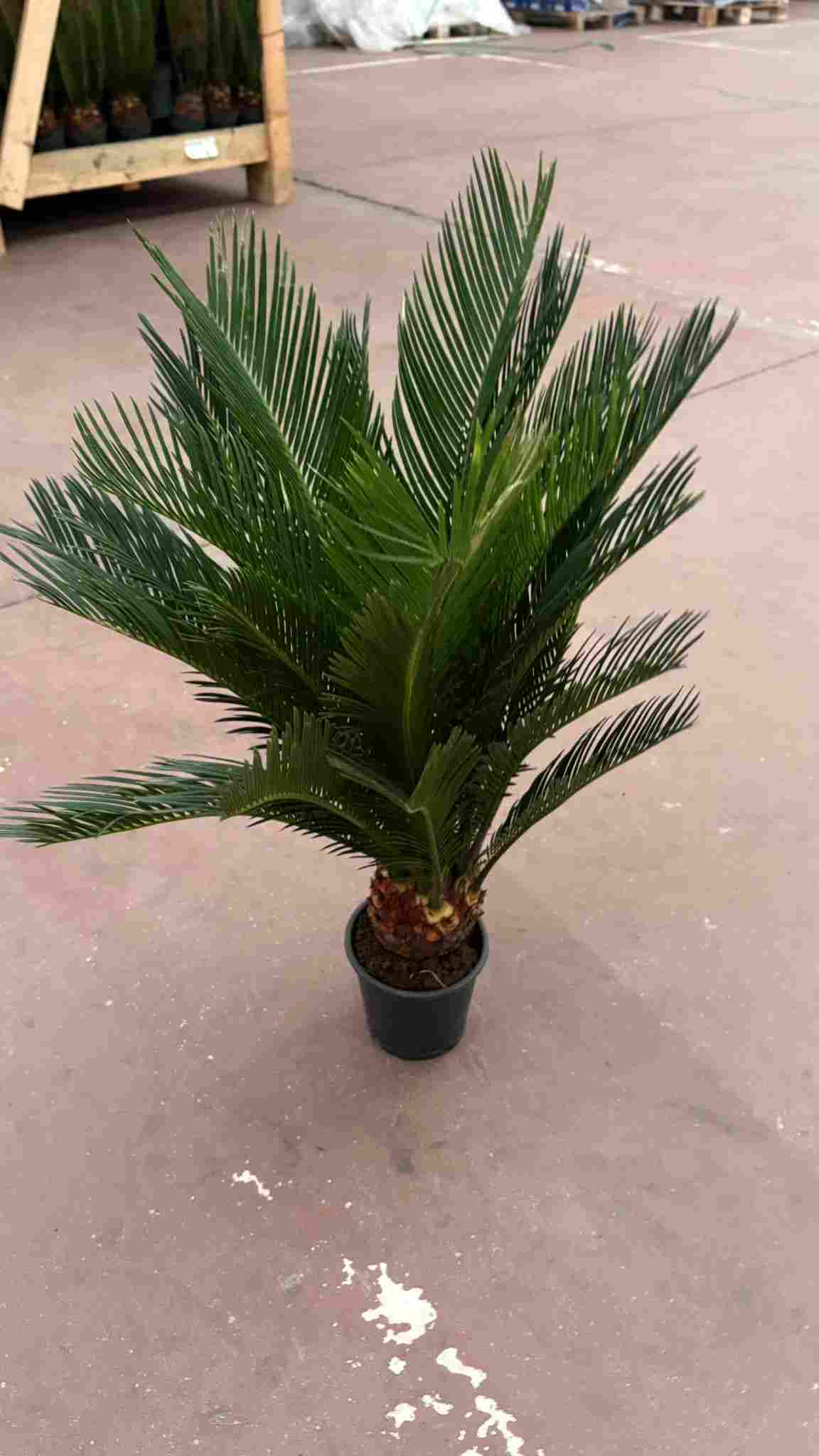 CYCA REVOLUTA C 12 38-45 CM