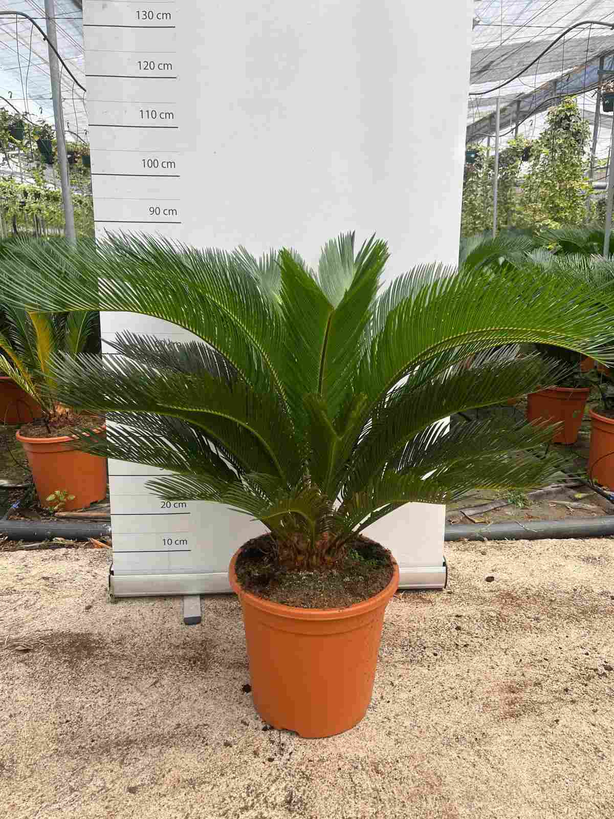 CYCA REVOLUTA C 35