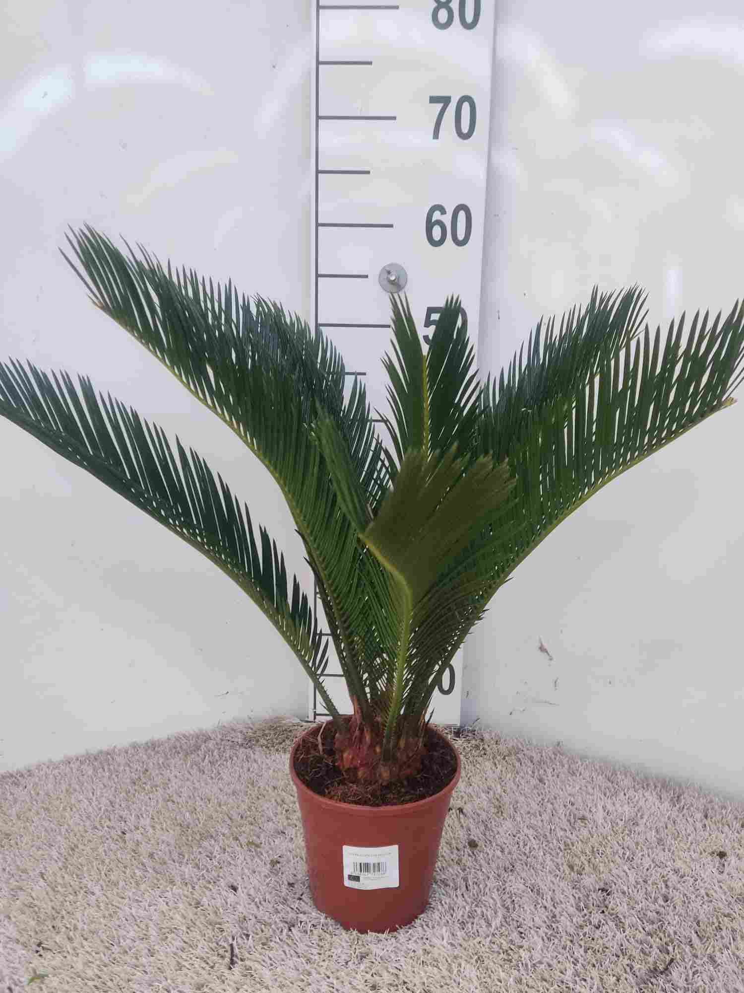 CYCA REVOLUTA C 14 45-55 CM