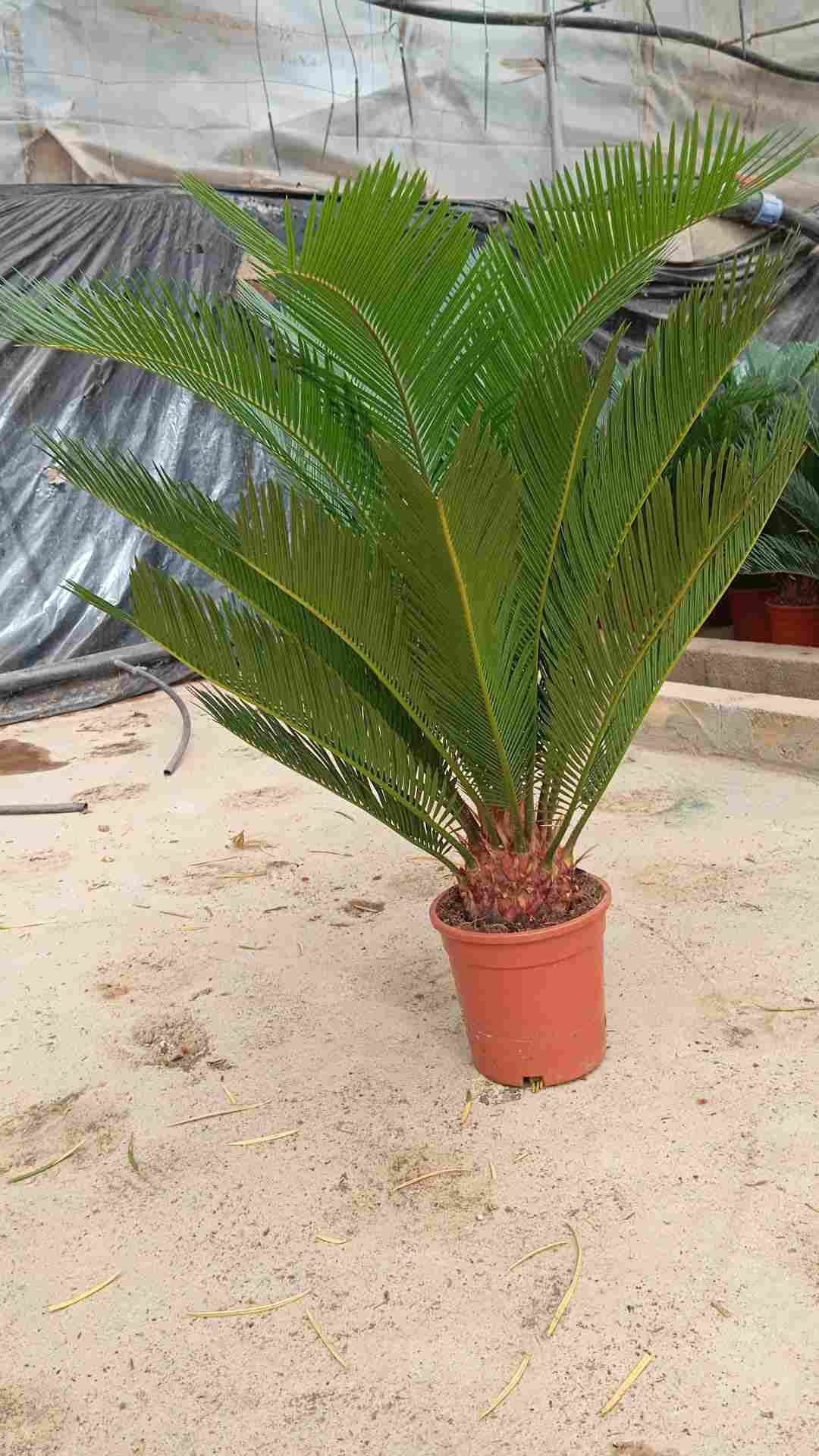 CYCA REVOLUTA C 17 55-65 CM