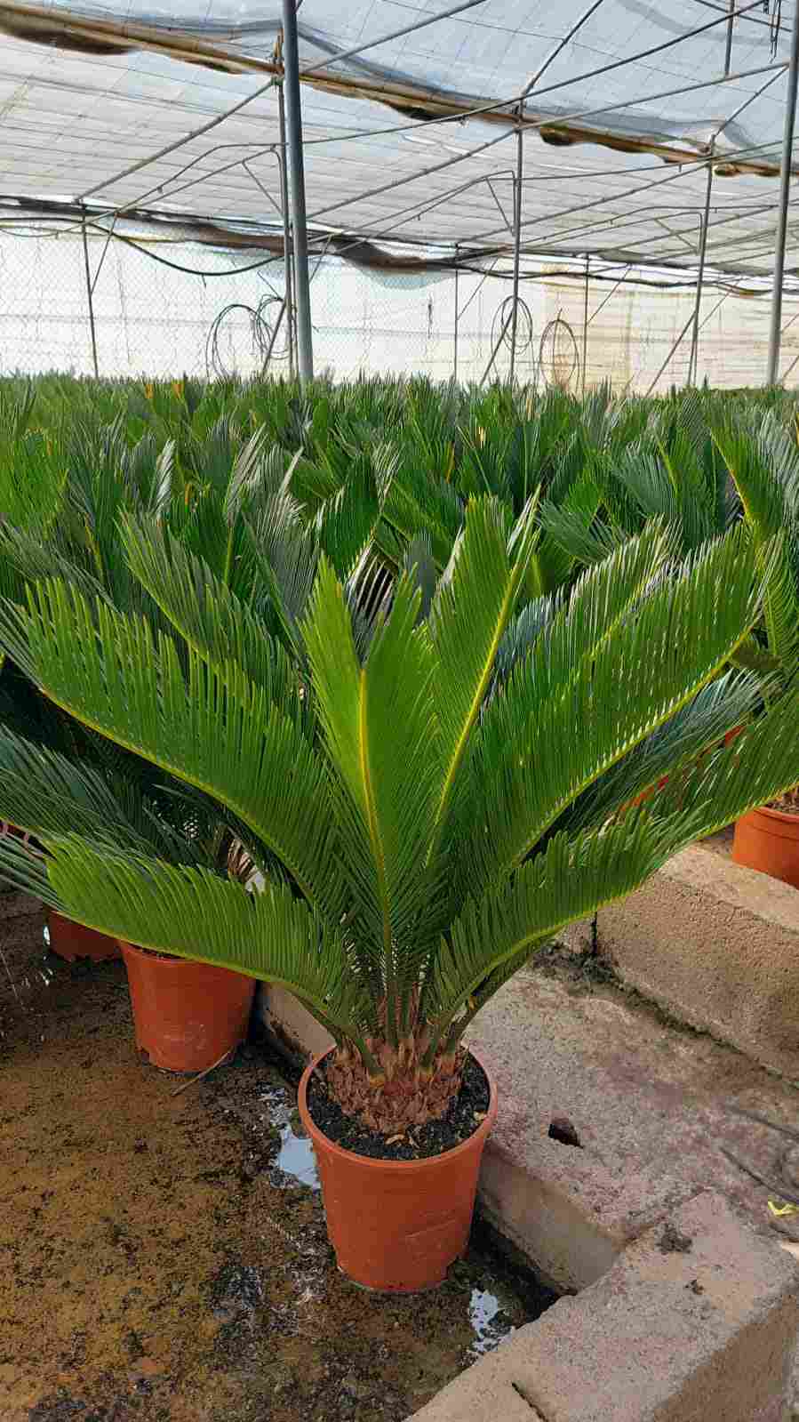 CYCA REVOLUTA C 19 65 CM