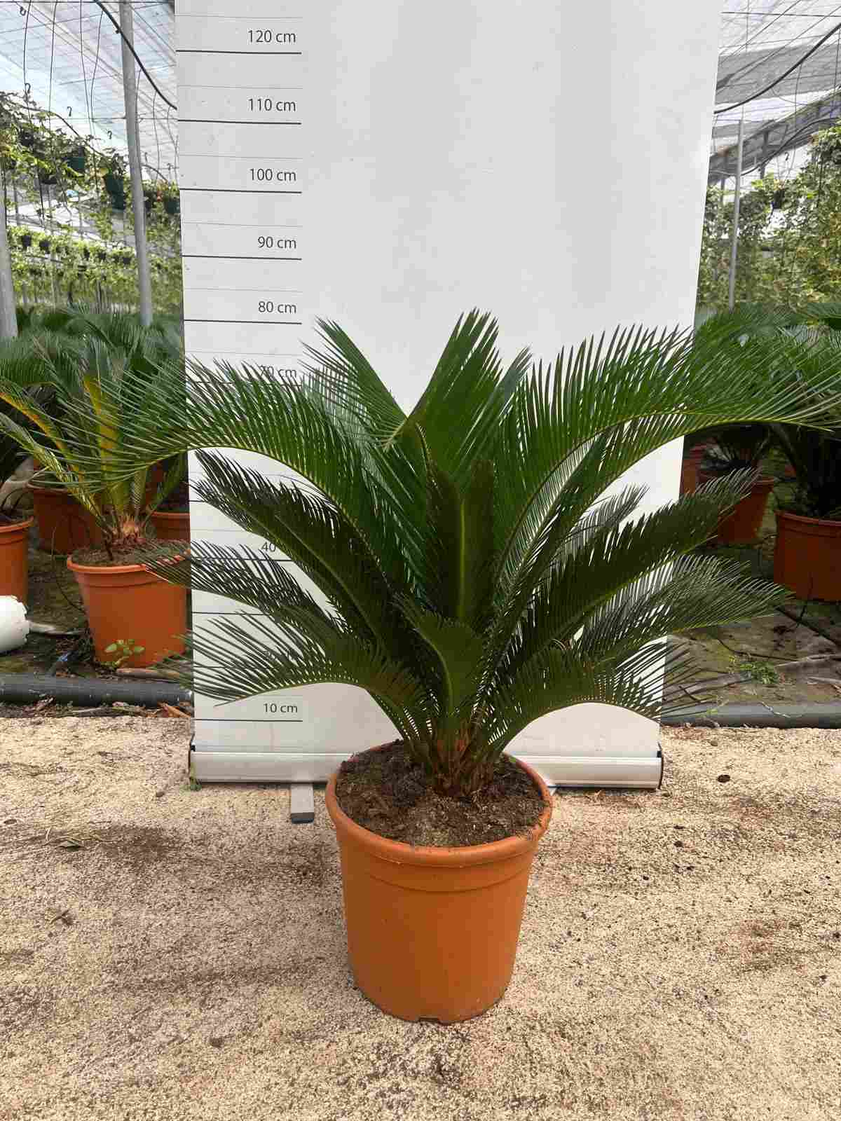 CYCA REVOLUTA C 30