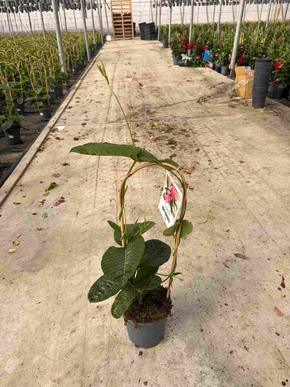 DIPLADENIA AMABILIS C 17 ARCO 60 CM