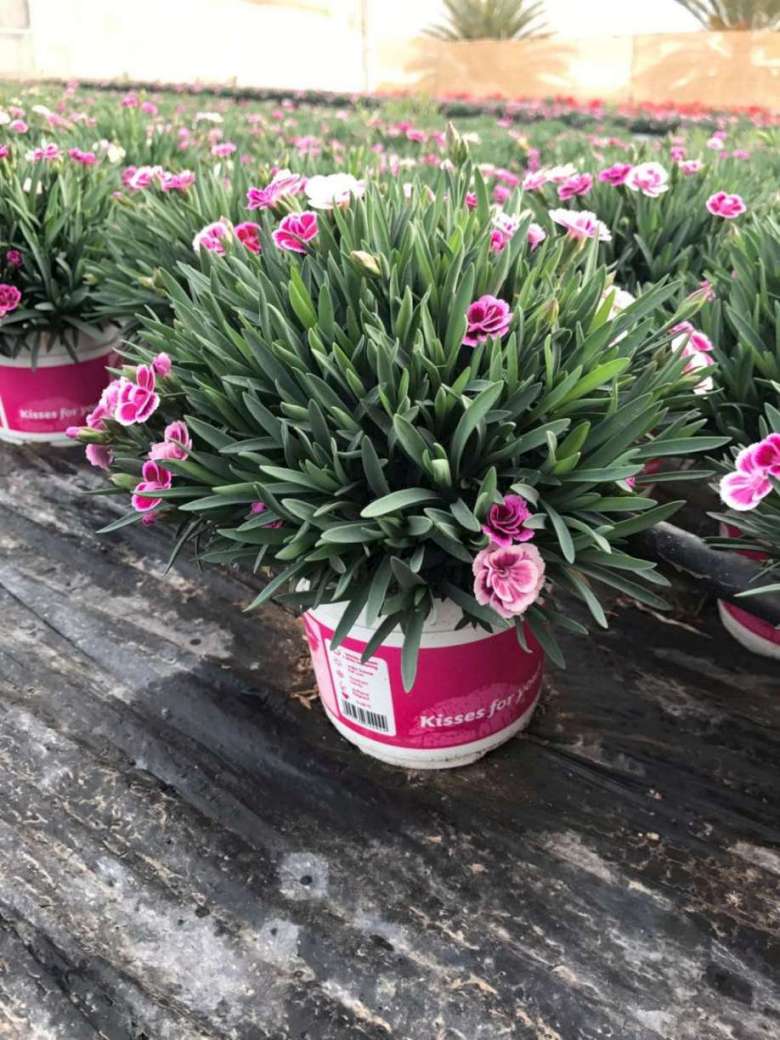 DIANTHUS PINK KISS C 12