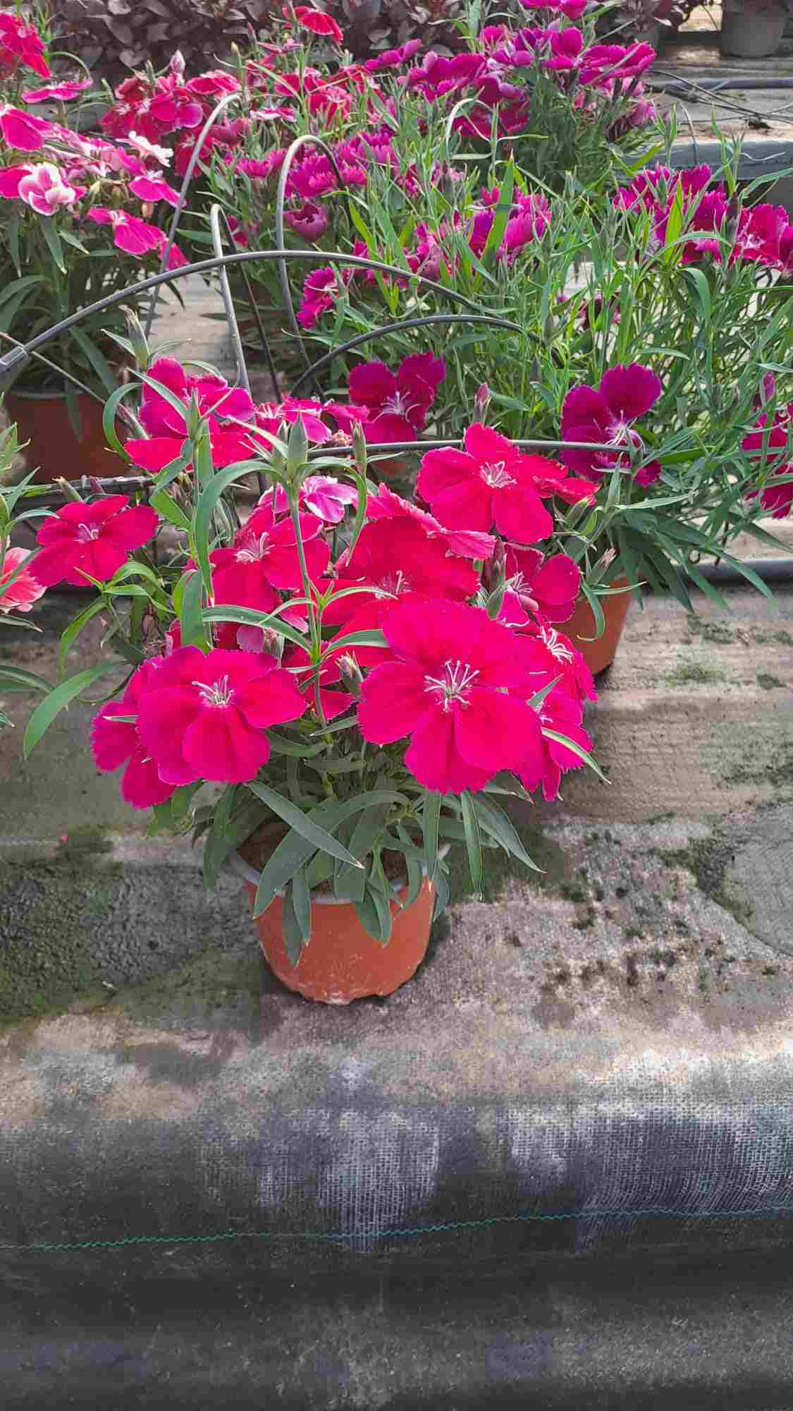 DIANTHUS CHINENSIS C 13