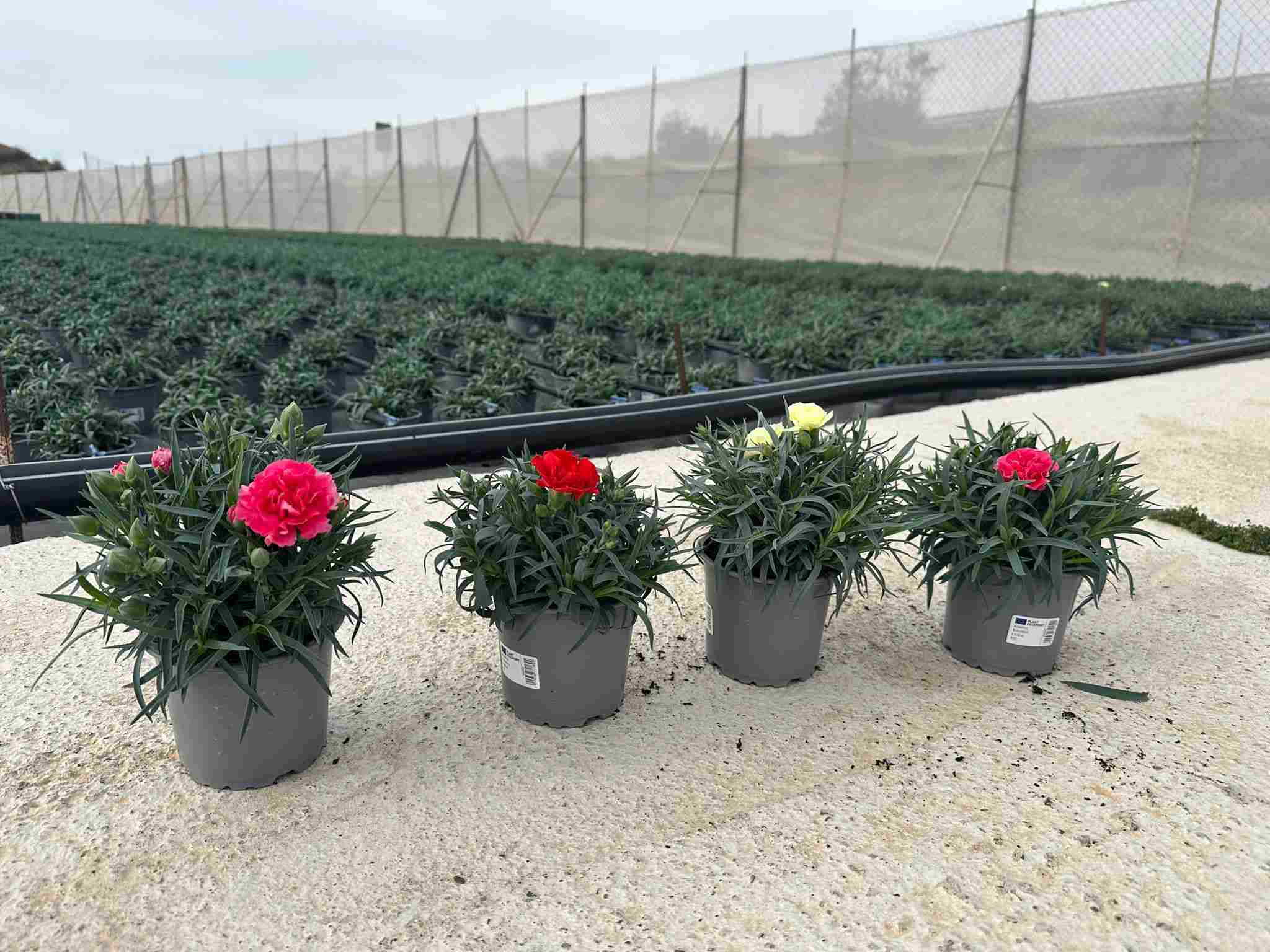 DIANTHUS CARNELIA C 12 T.S.T.