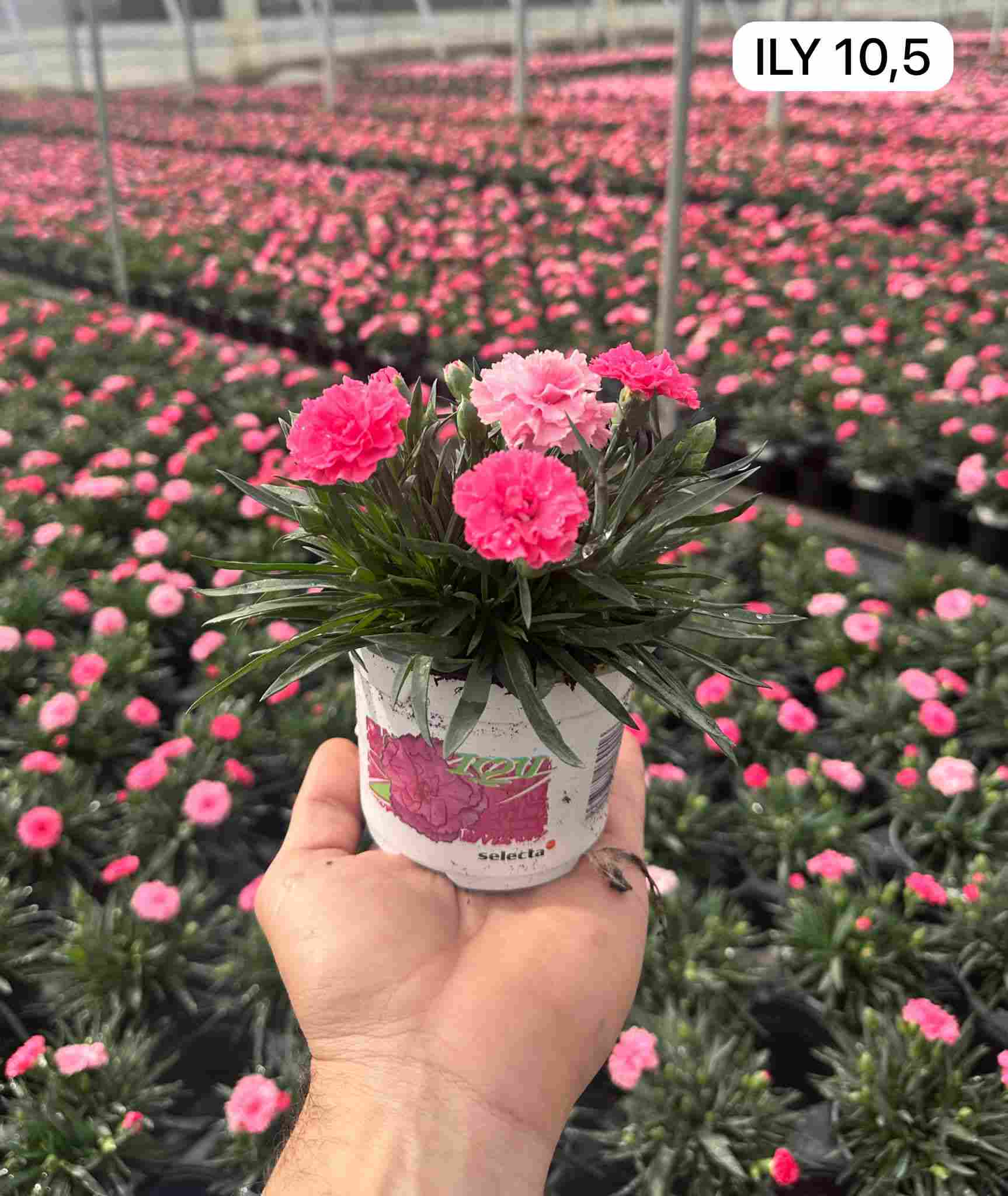 DIANTHUS I LOVE YOU C 10.5