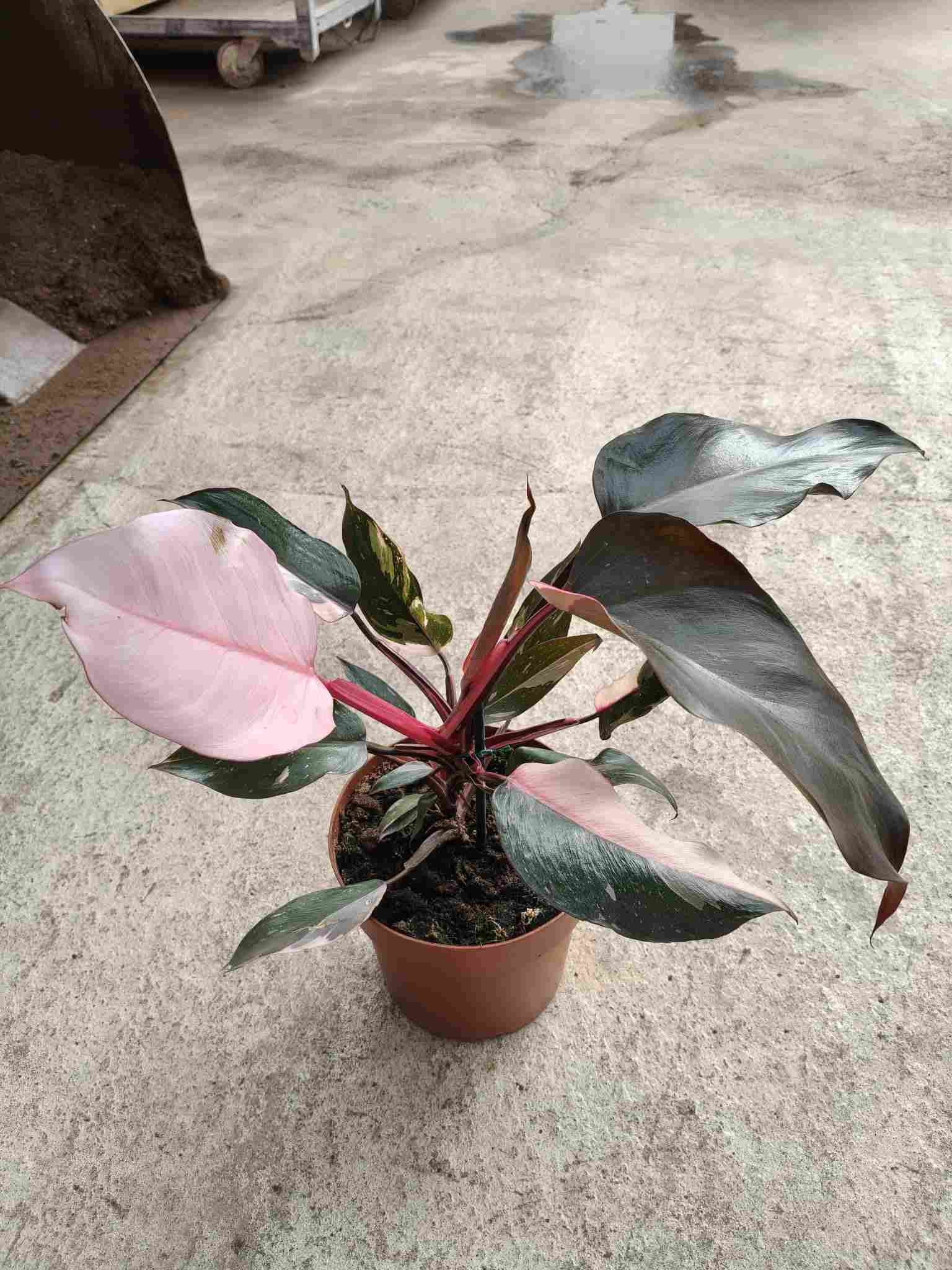 PHILODENDRON PINK PRINCESS C 17