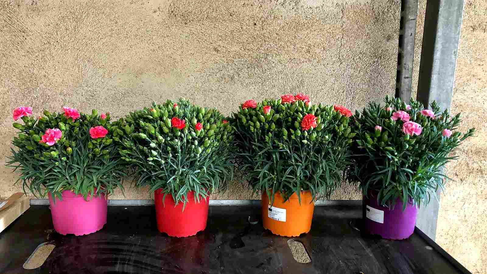 DIANTHUS CARNELIA C 17