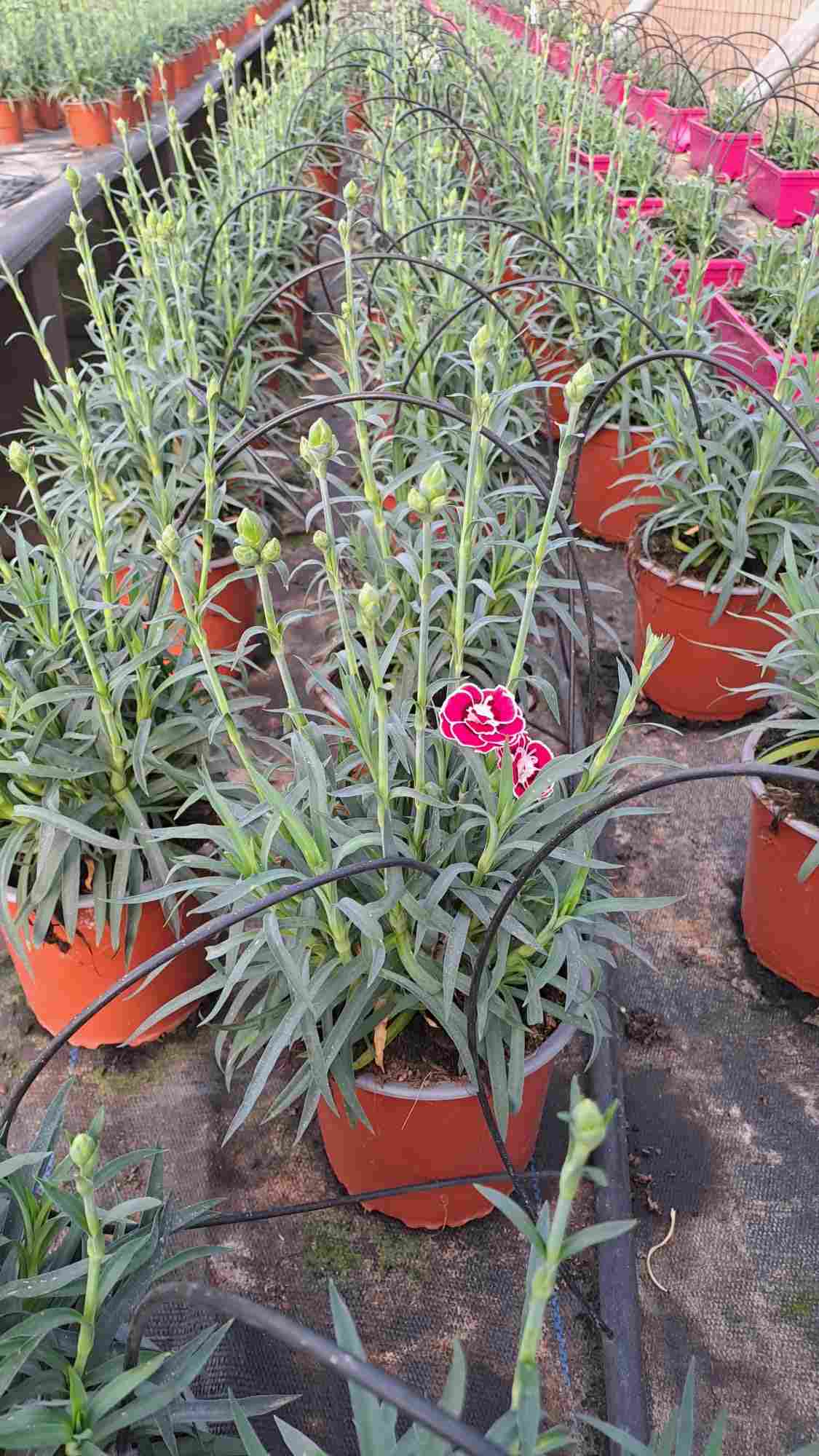 DIANTHUS MONDRIAN C 14
