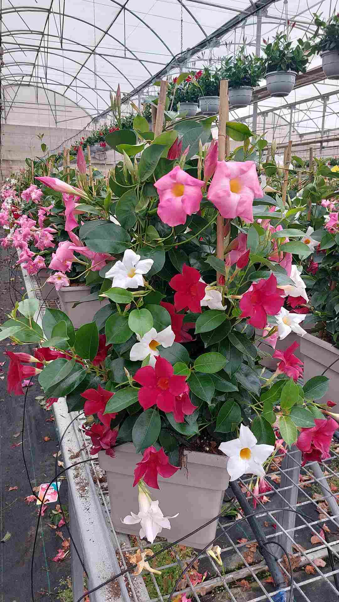 DIPLADENIA COLECCION C 25x25 4 CAÑAS 90 TRICOLOR