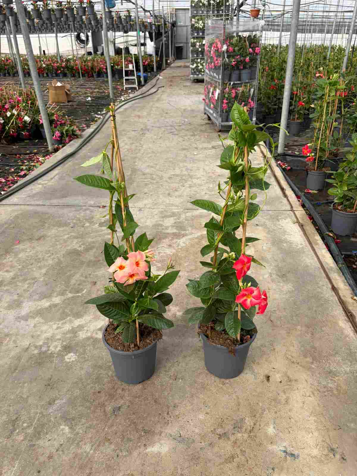 DIPLADENIA VINTAGE C 24 PIRAMIDE 1.10 M