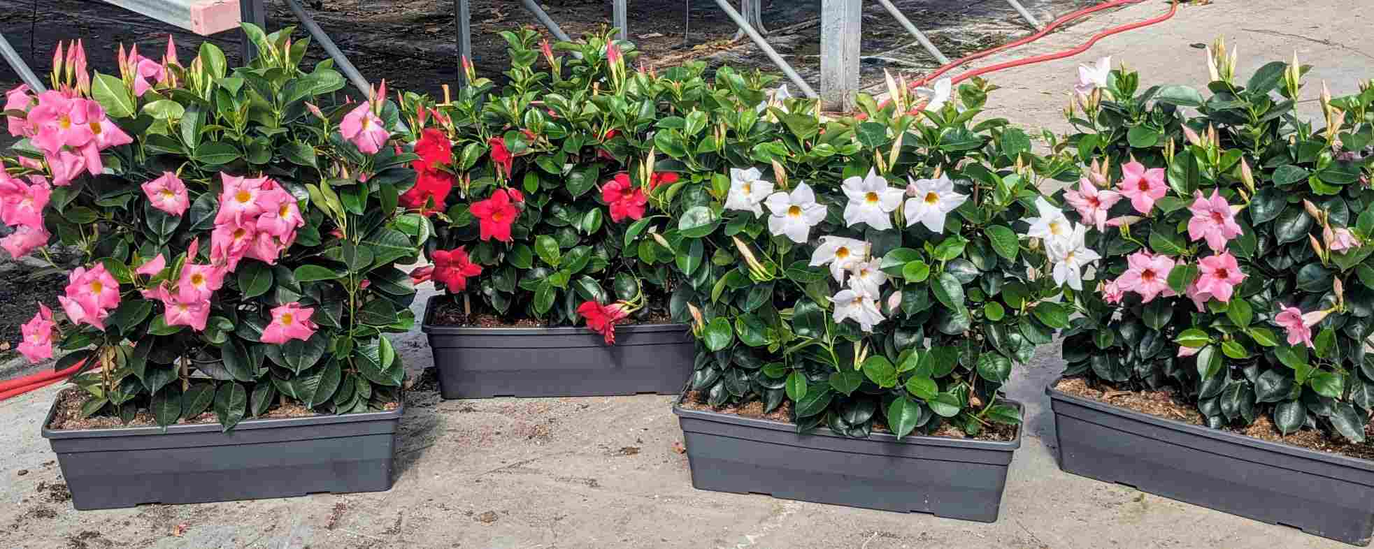 DIPLADENIA COLECCION C 40  ESP 50 CM JARDINERA