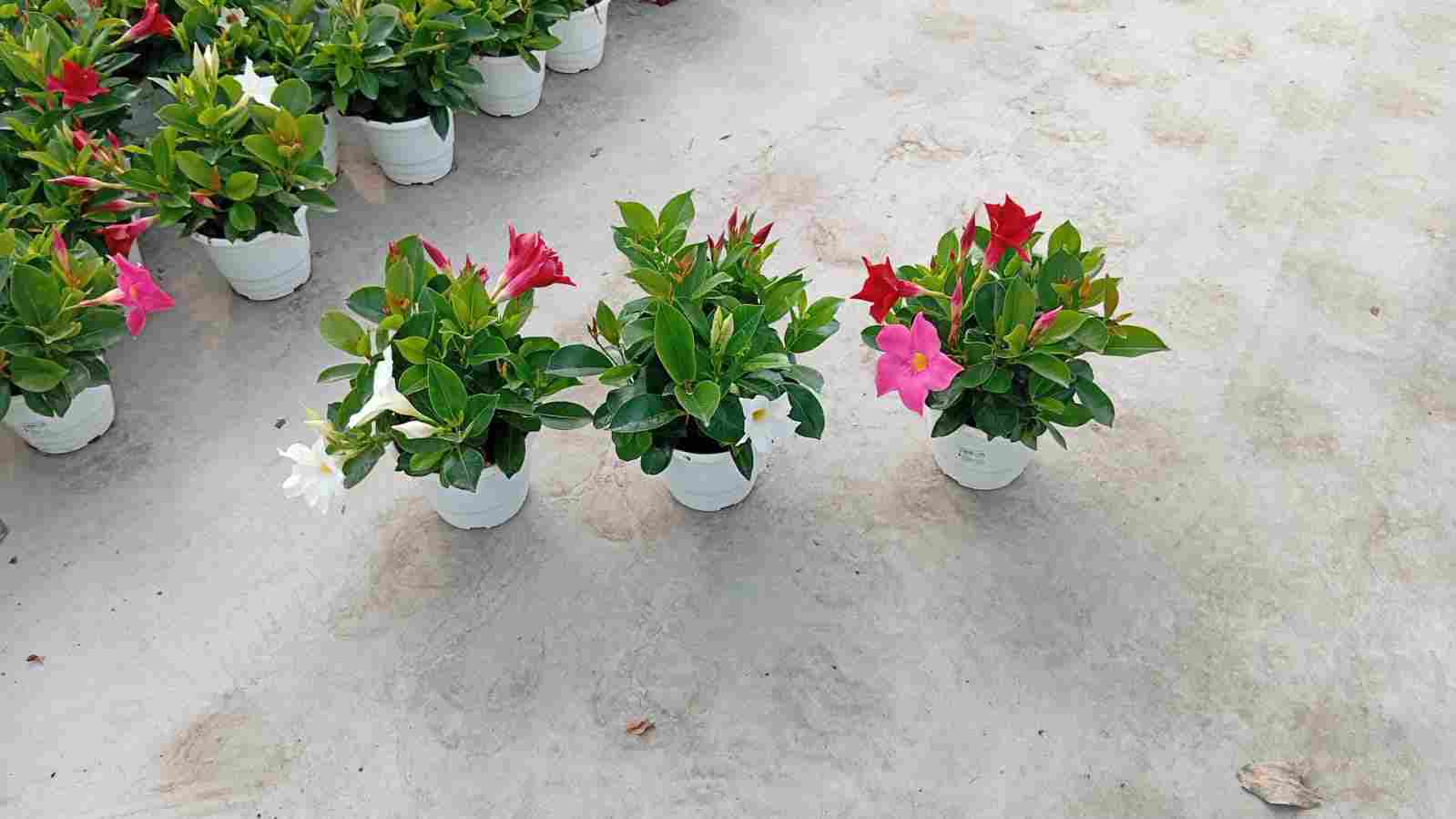 DIPLADENIA COLECCIÓN C 14 ARB TRICOLOR