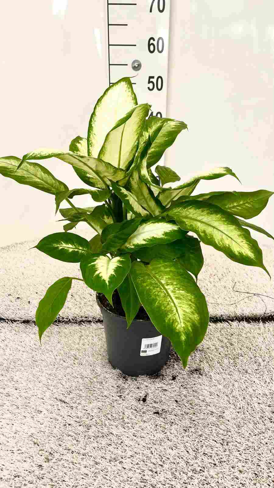 DIEFFENBACHIA CAMILLA C 17