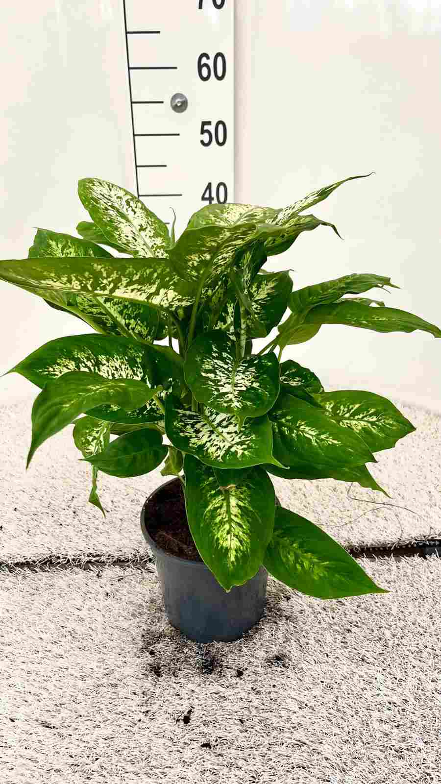 DIEFFENBACHIA COMPACTA C 17
