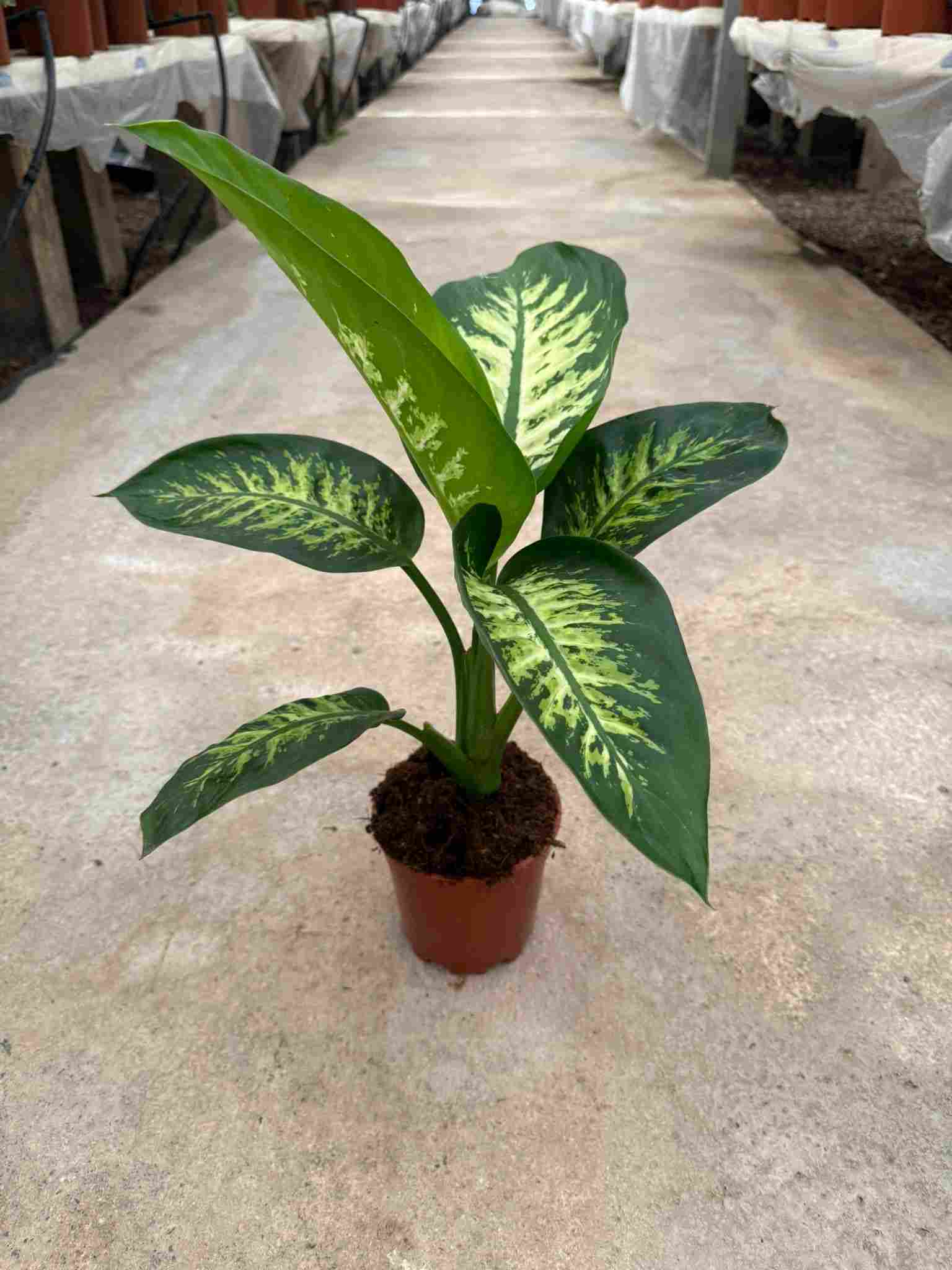 DIEFFENBACHIA TROPIC C 15