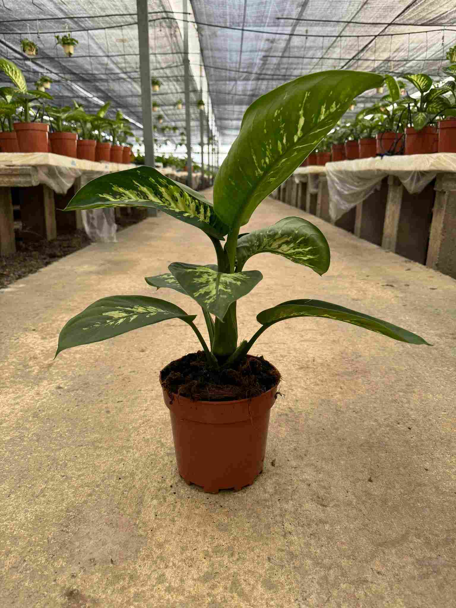 DIEFFENBACHIA TROPIC LEMON C 17