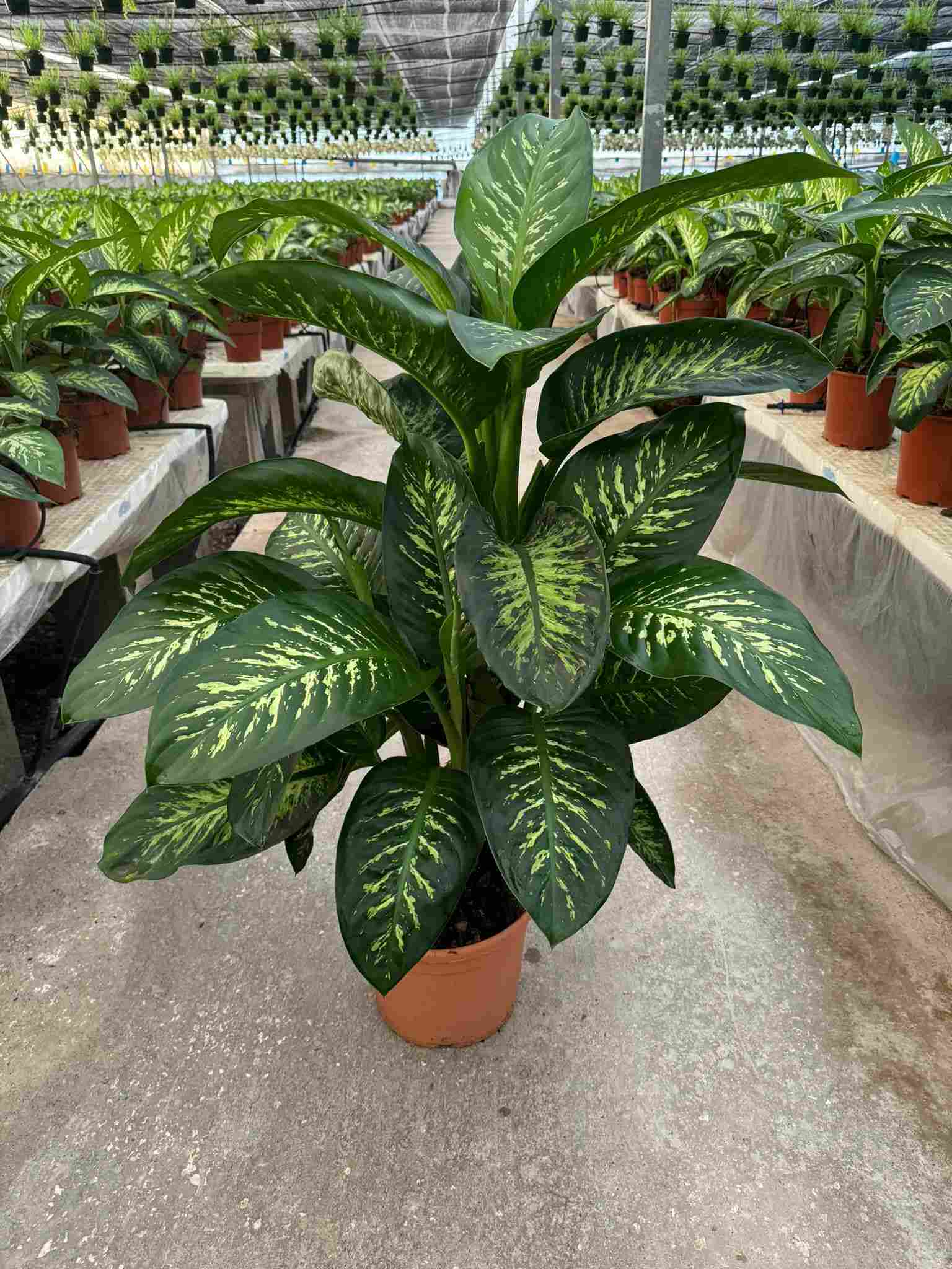 DIEFFENBACHIA TROPIC C 30