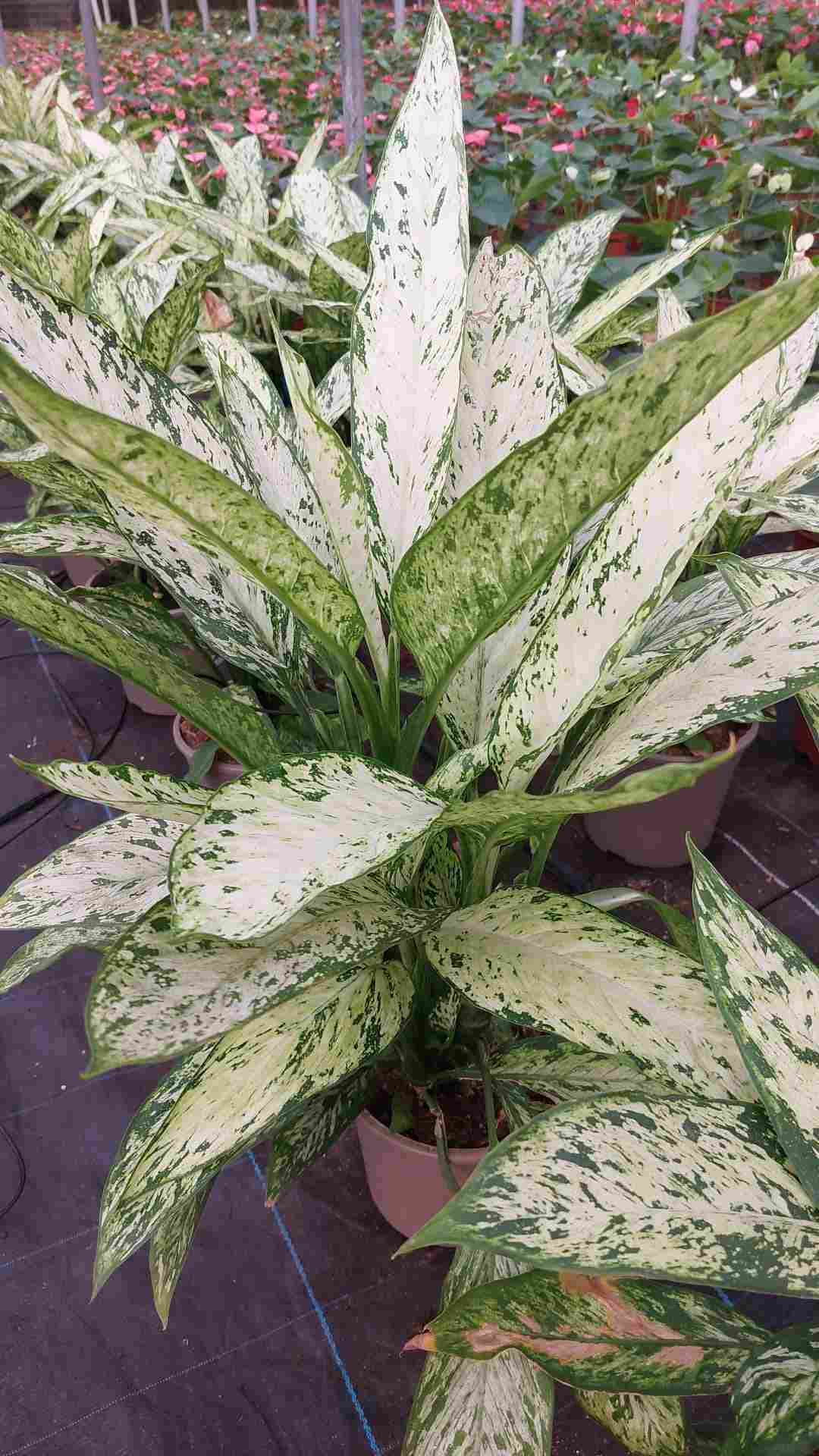 DIEFFENBACHIA VESUVIUS C 17