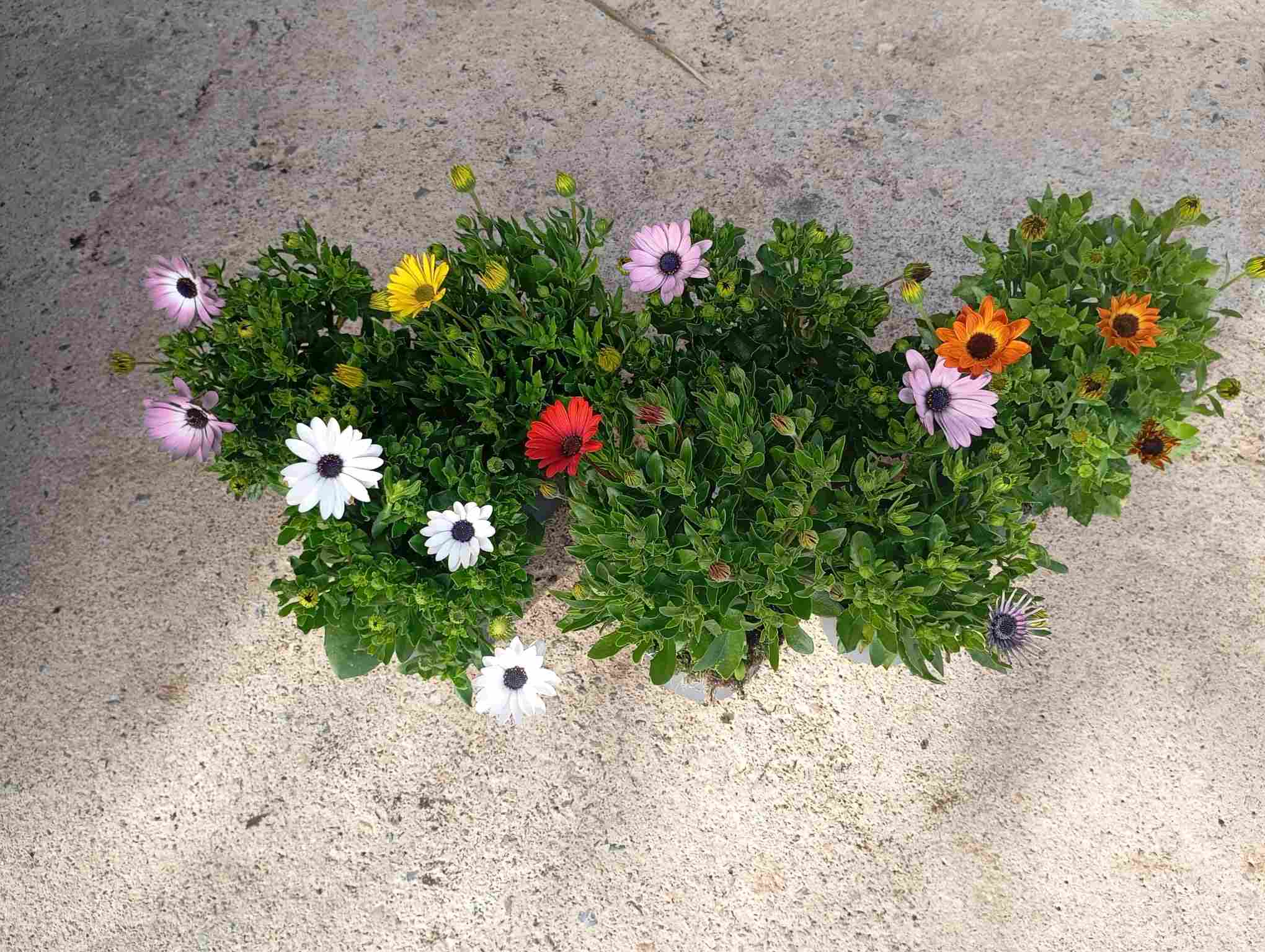 DIMORPHOTECA C 13 (OSTEOSPERMUM)