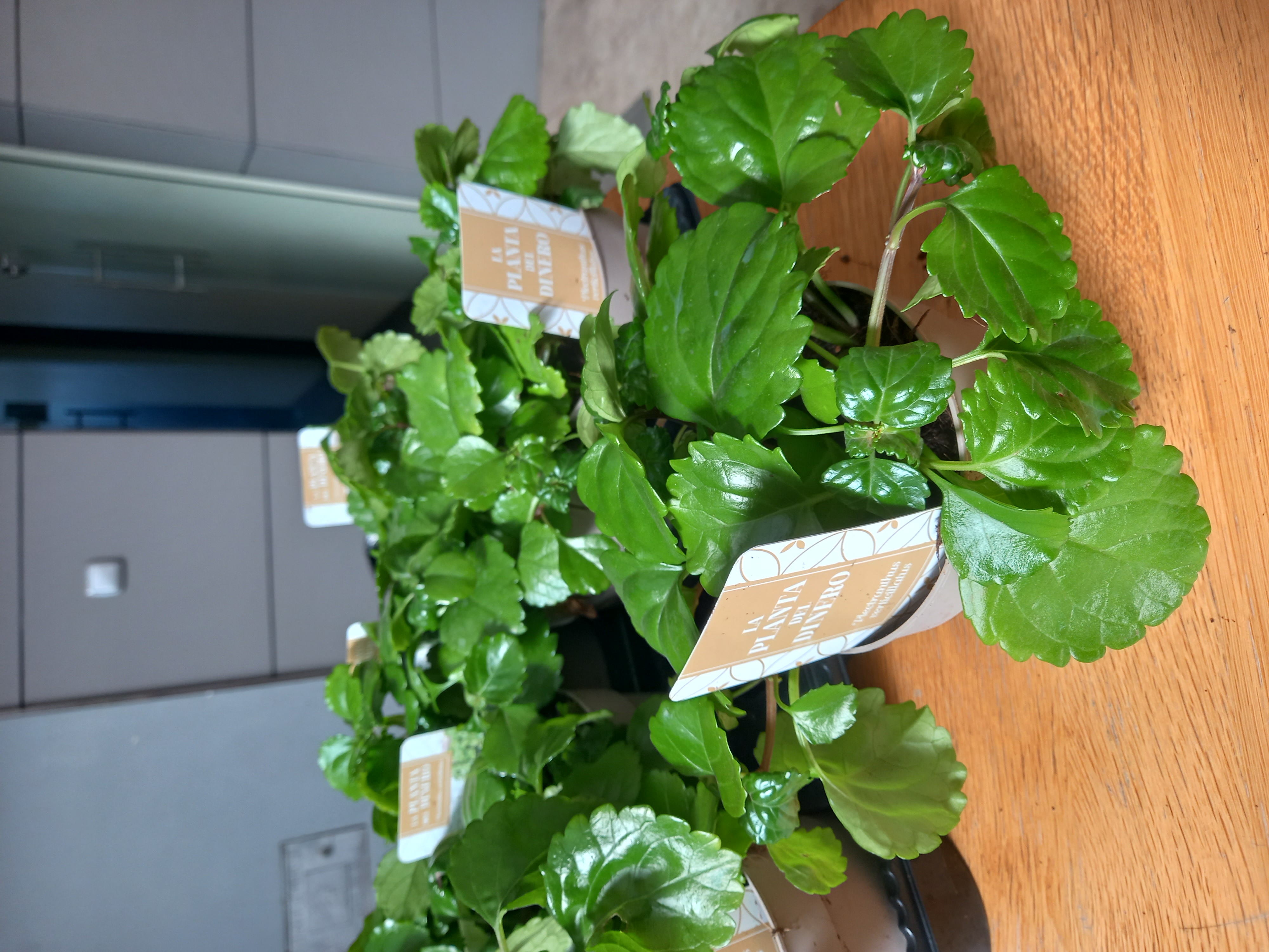 PLANTA DEL DINERO C 12