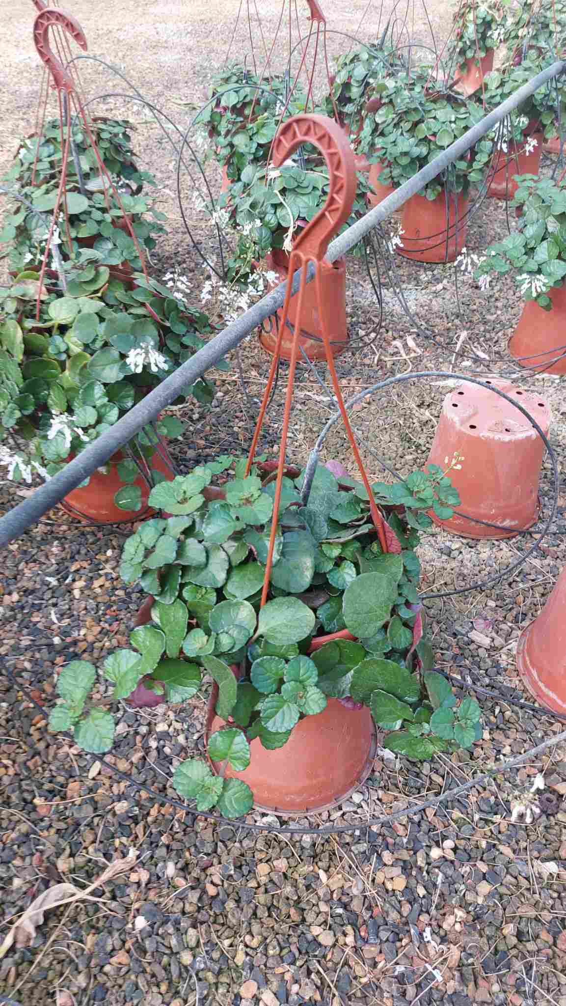 PLANTA DEL DINERO C 15