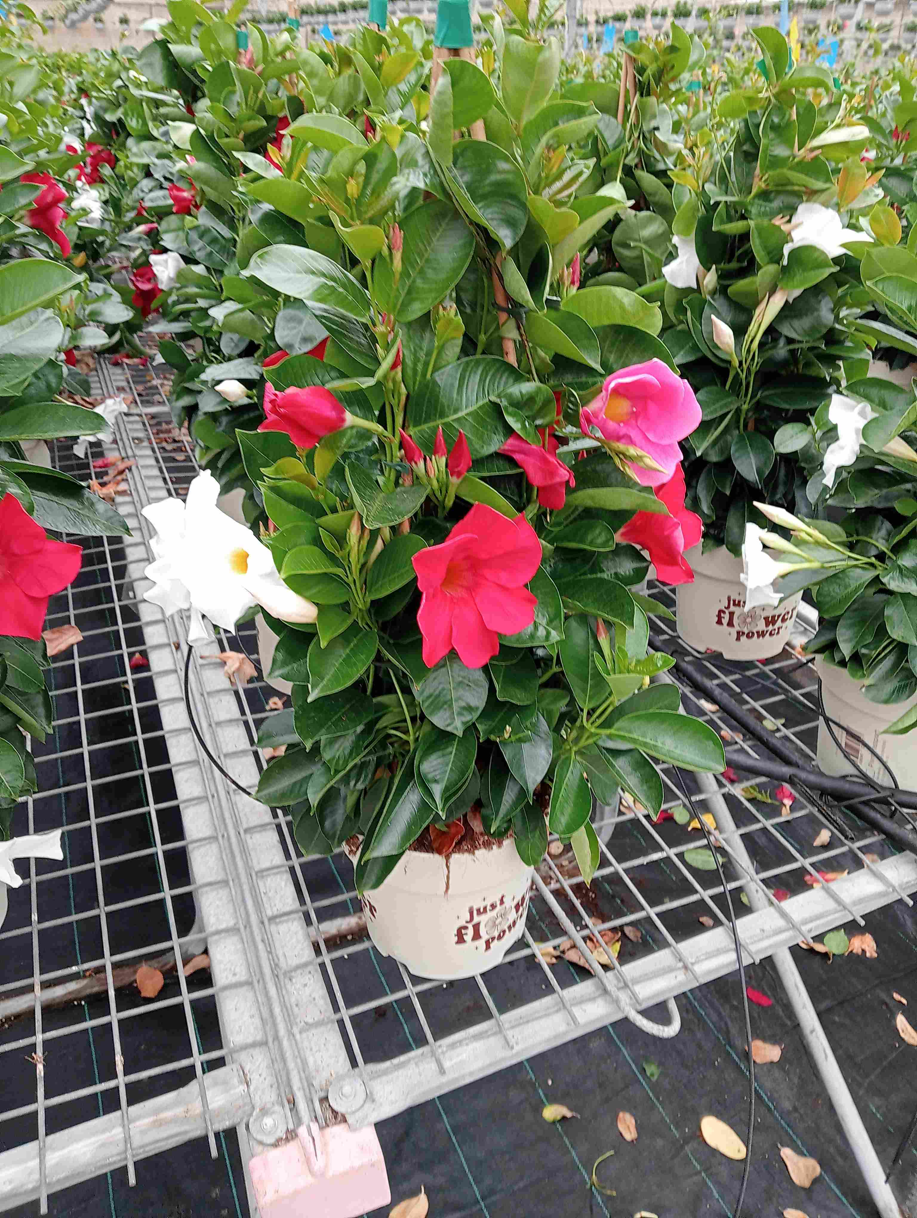 DIPLADENIA COLECCION C 17 PIRAMIDE 70 CM TRICOLOR