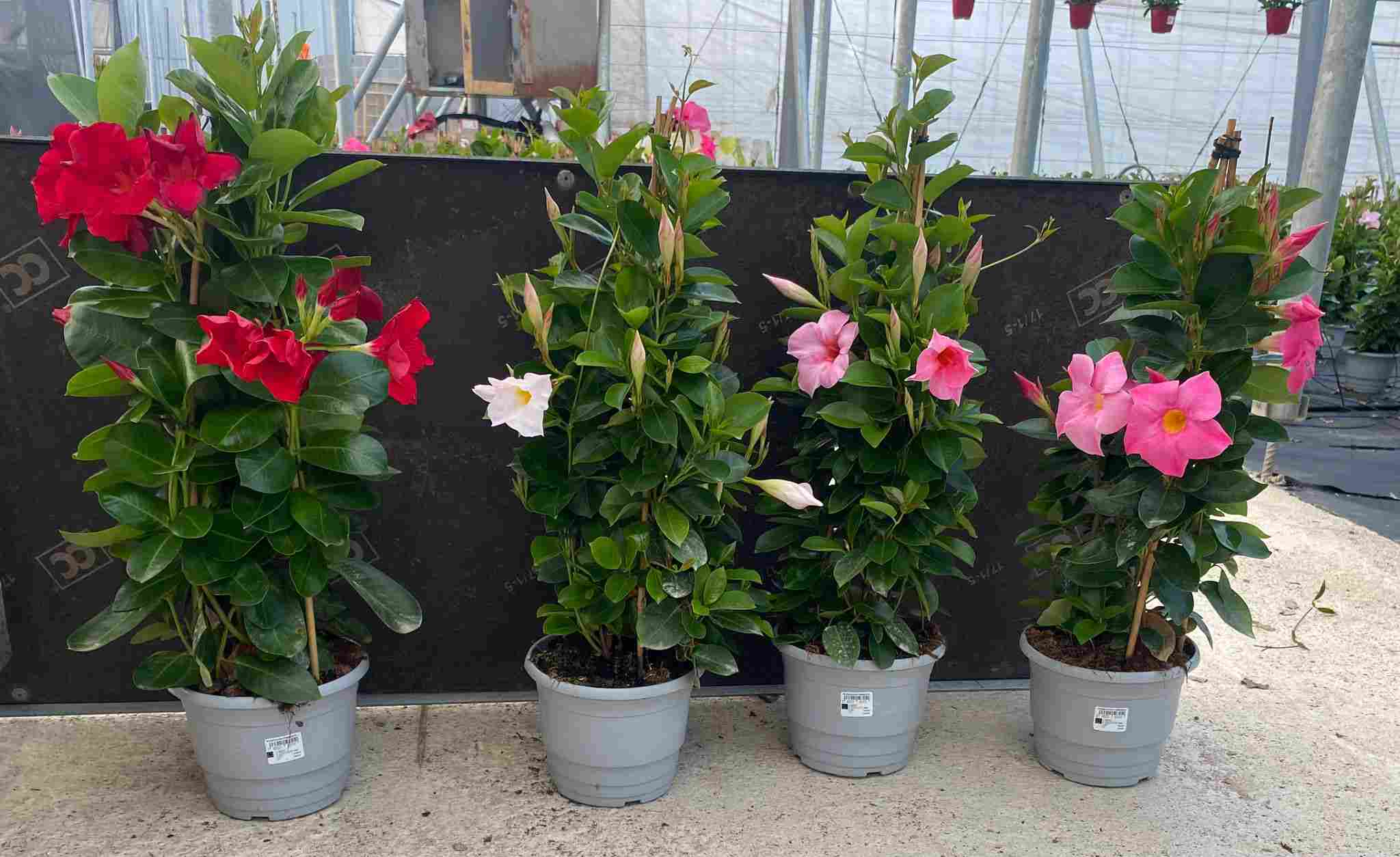 DIPLADENIA COLECCIÓN C 17 PIRAMIDE 60 CM TST