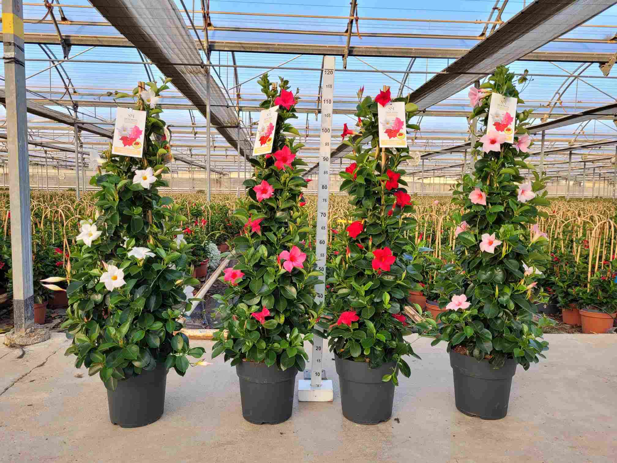 DIPLADENIA BELLA C 23 PIRAMIDE 1.10 M