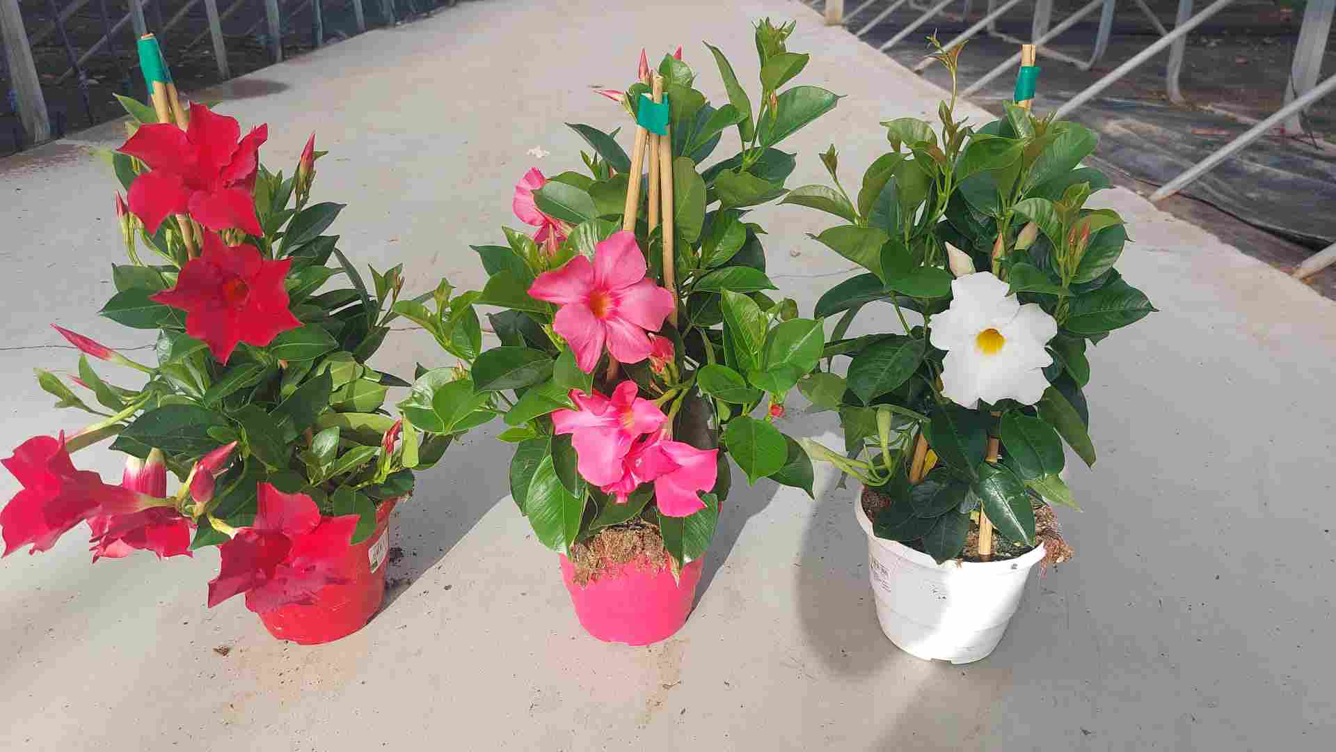DIPLADENIA COLECCIÓN C 14 PIRÁMIDE 40 CM TST