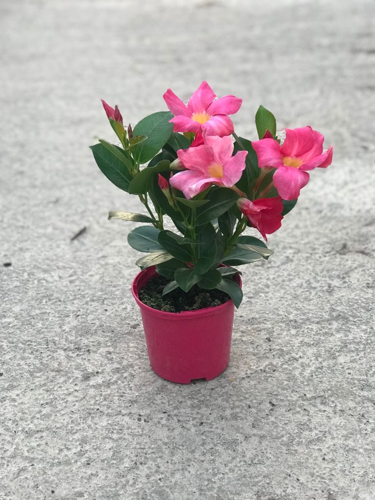 DIPLADENIA SANDERI C 10.5 ARBUSTIVA T.S.T. A1