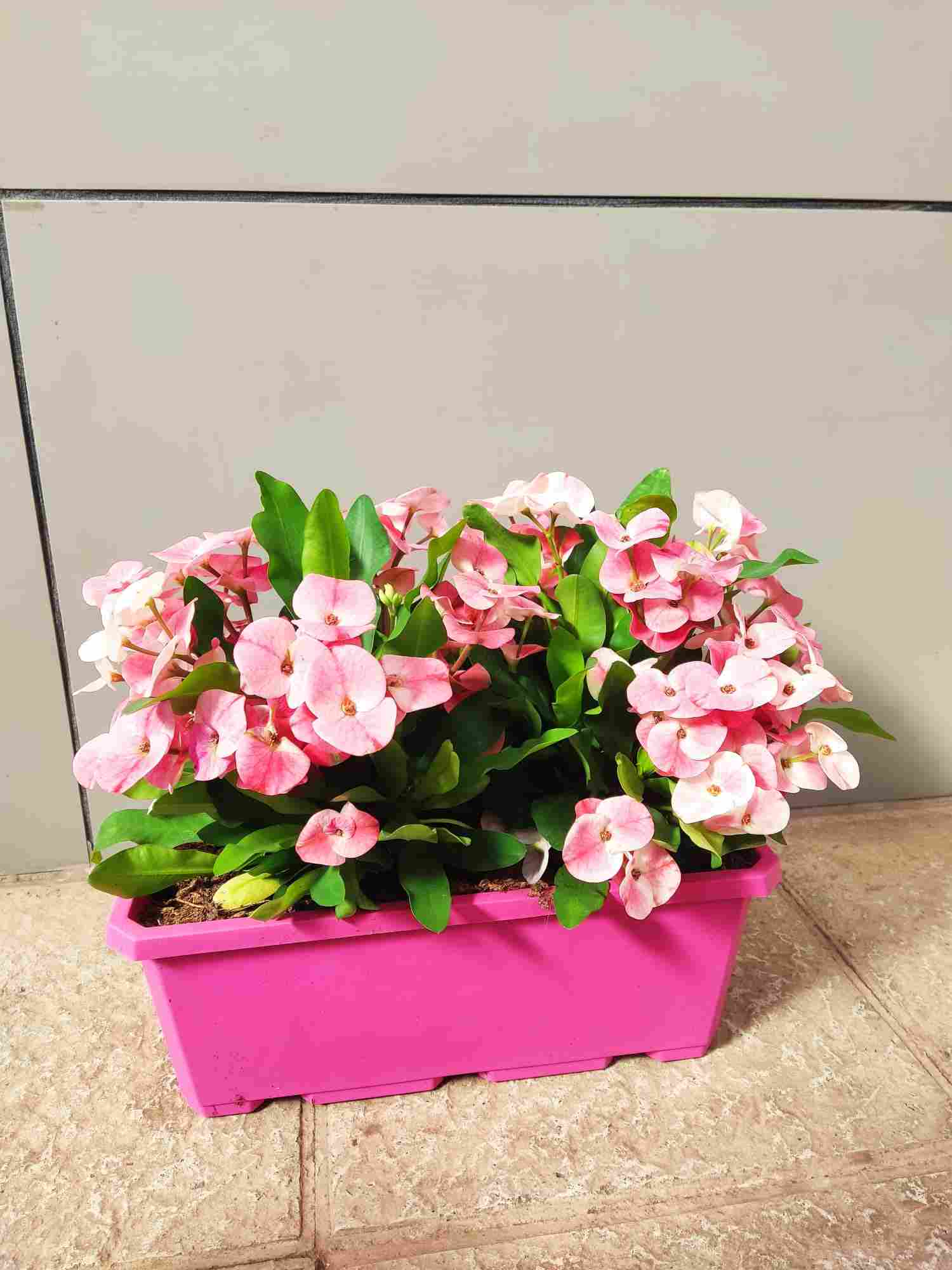 EUPHORBIA QUEEN CHARLOTTE C 40 JARDINERA